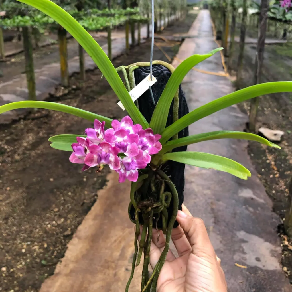 “Blue Jewel” – Rhynchostylis Gigantea ‘Egg Yolk Blue’ Orchid
