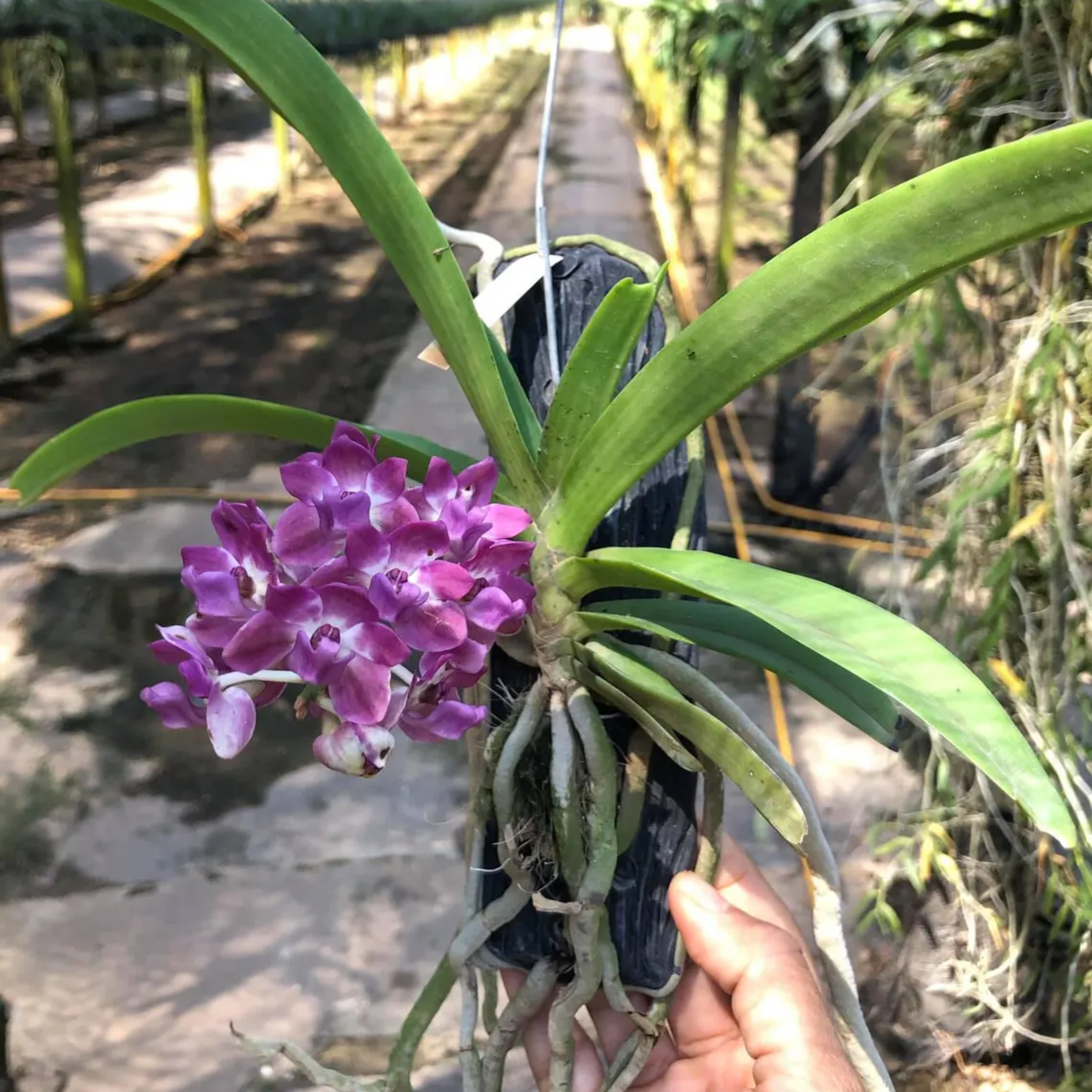 “Blue Jewel” – Rhynchostylis Gigantea ‘Egg Yolk Blue’ Orchid