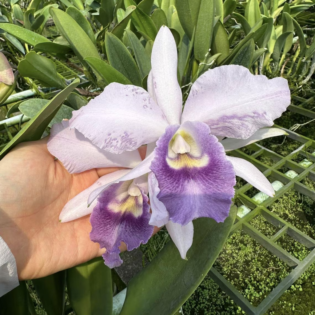 Mini Cattleya Seedlings