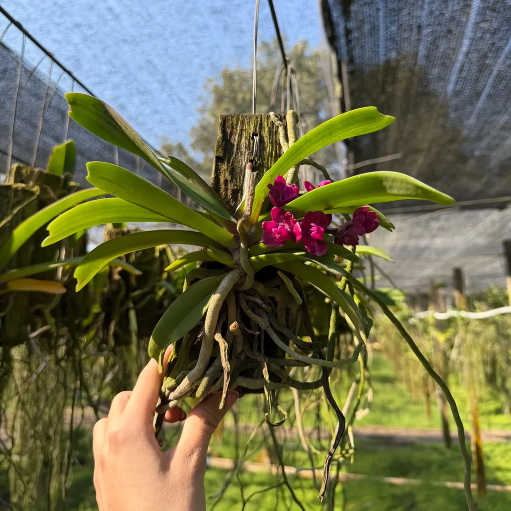 Exclusive Red Rhynchostylis Orchid – Private Family Line