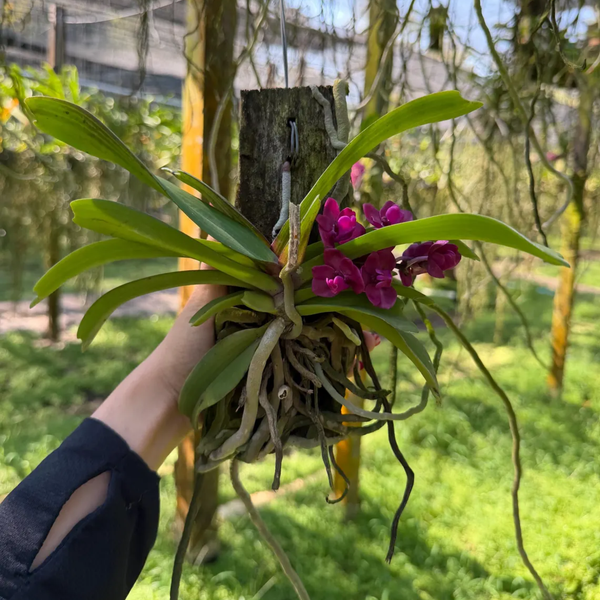 Exclusive Red Rhynchostylis Orchid – Private Family Line