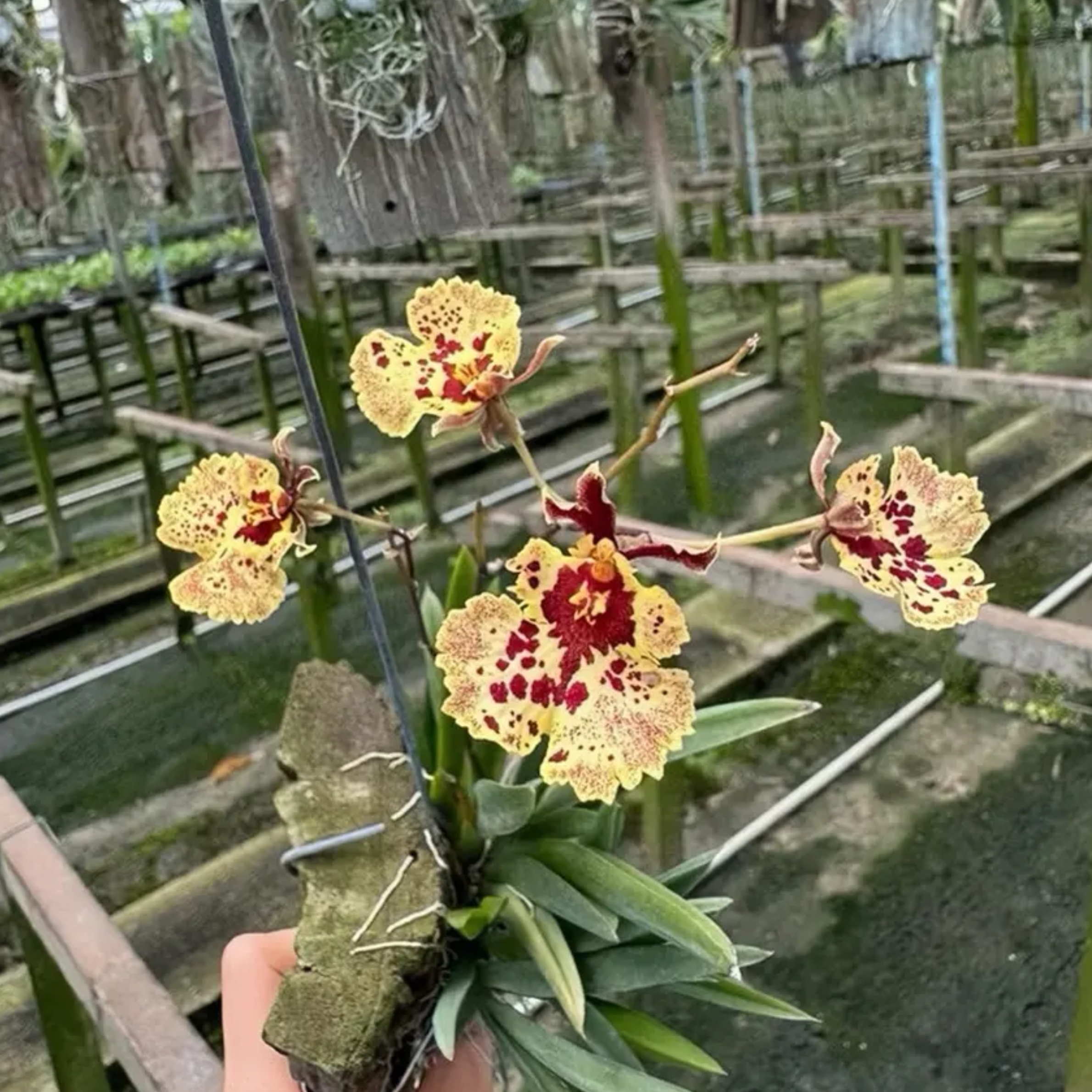 Hybrid Oncidium Orchid, Yellow Red Spotted Blooms
