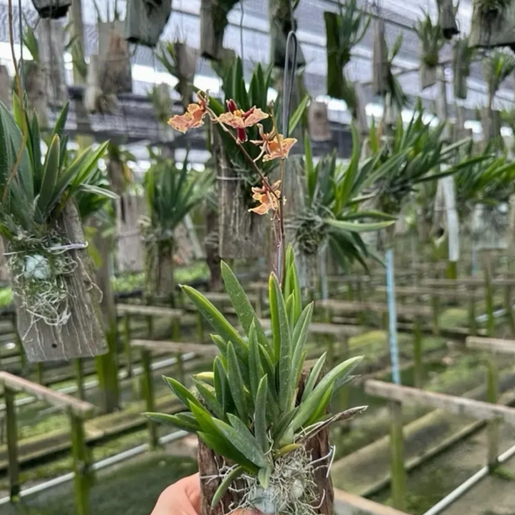 Hybrid Oncidium Orchid, Yellow Red Spotted Blooms