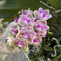 Set of 3 Rhynchostylis Gigantea Orchid Seedlings – Pink-chocolate