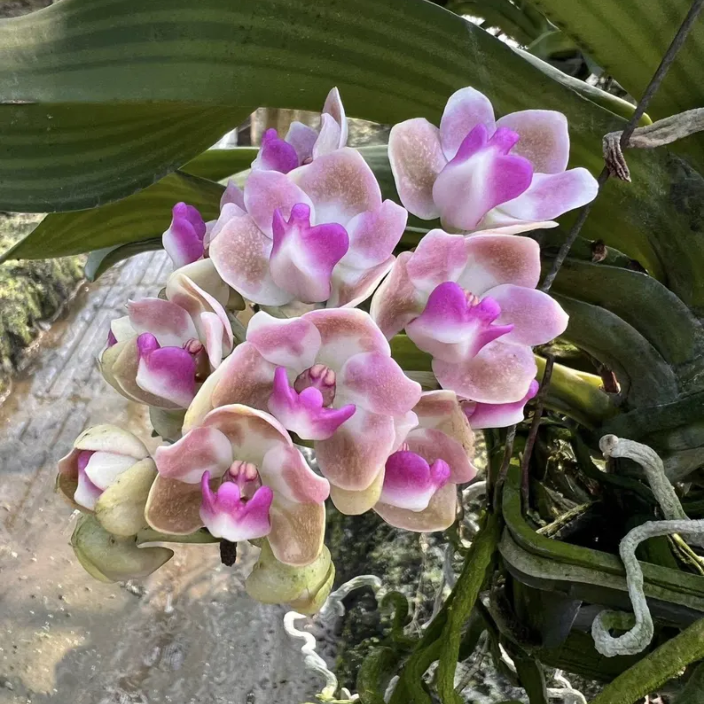 Set of 3 Rhynchostylis Gigantea Orchid Seedlings – Pink-chocolate