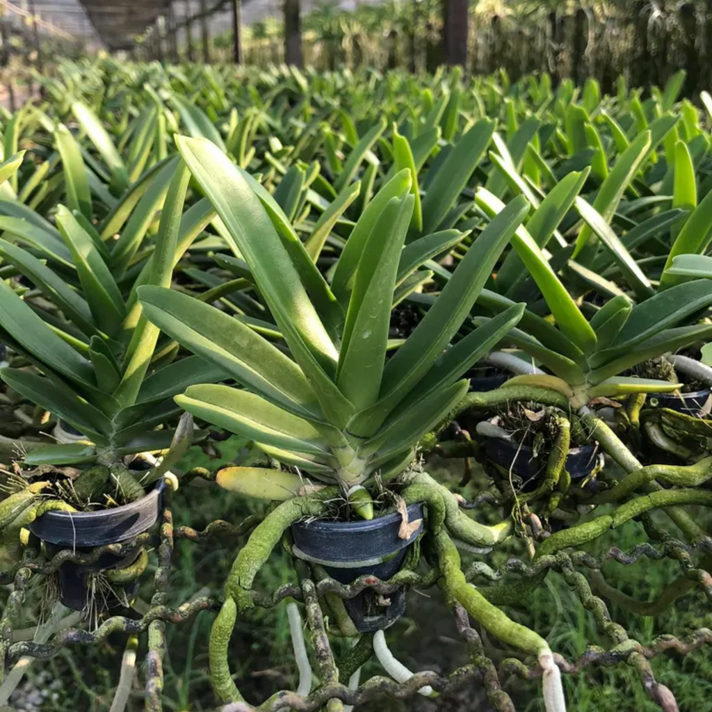 Set of 3 Rhynchostylis Gigantea Orchid Seedlings – Pink-chocolate
