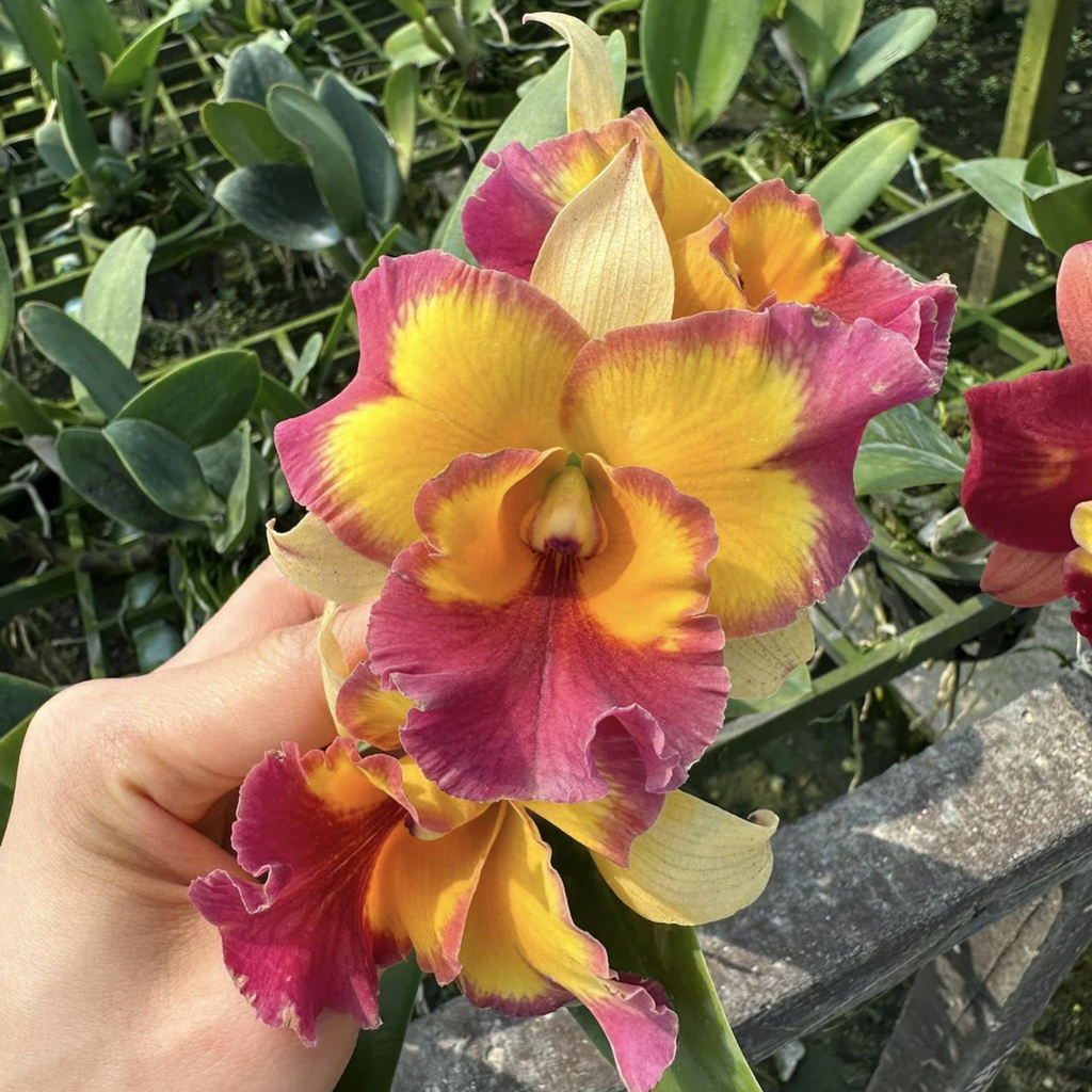 Mini Cattleya Seedlings