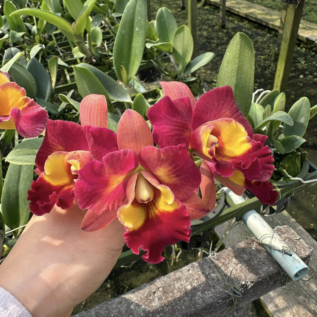 Mini Cattleya Seedlings
