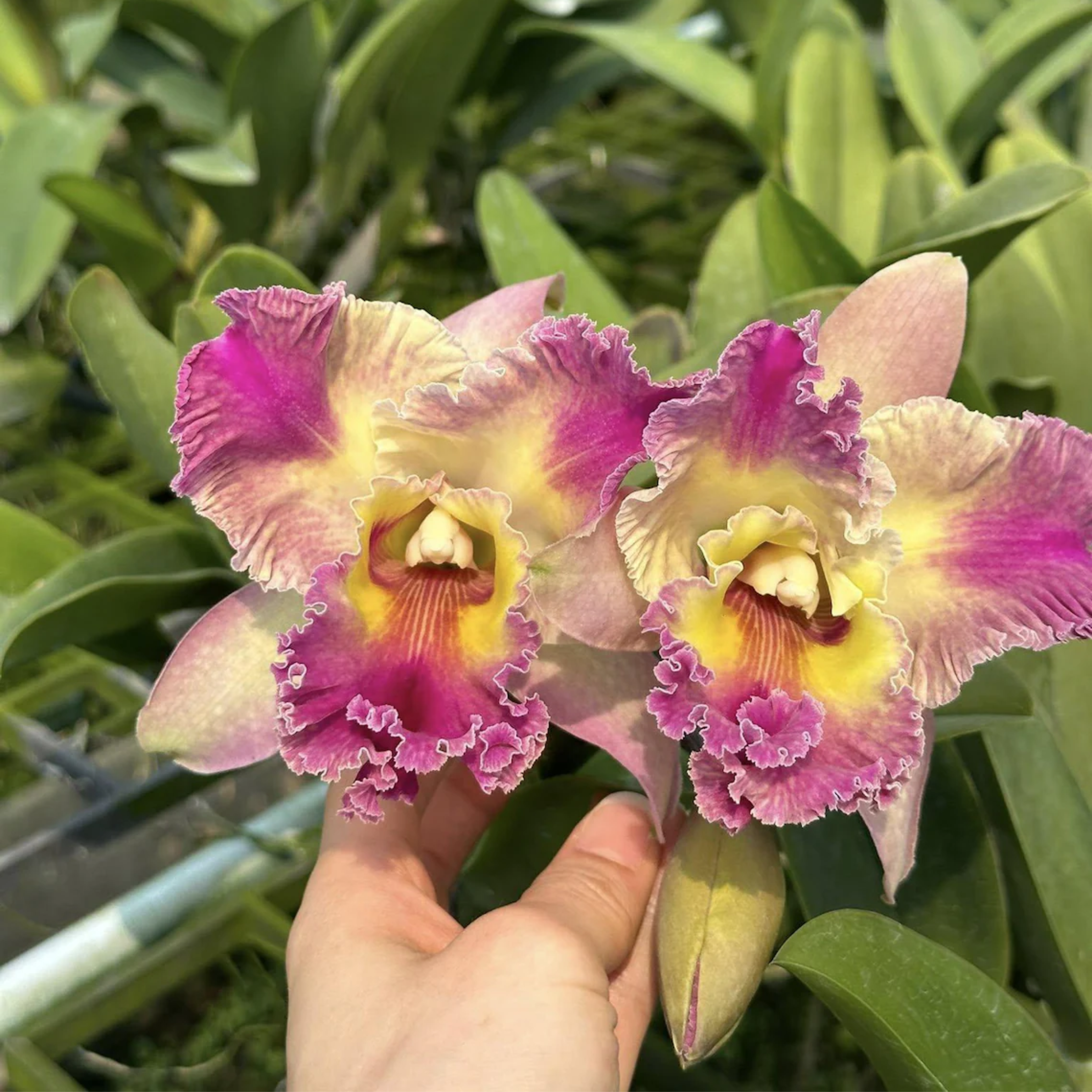 Mini Cattleya Seedlings