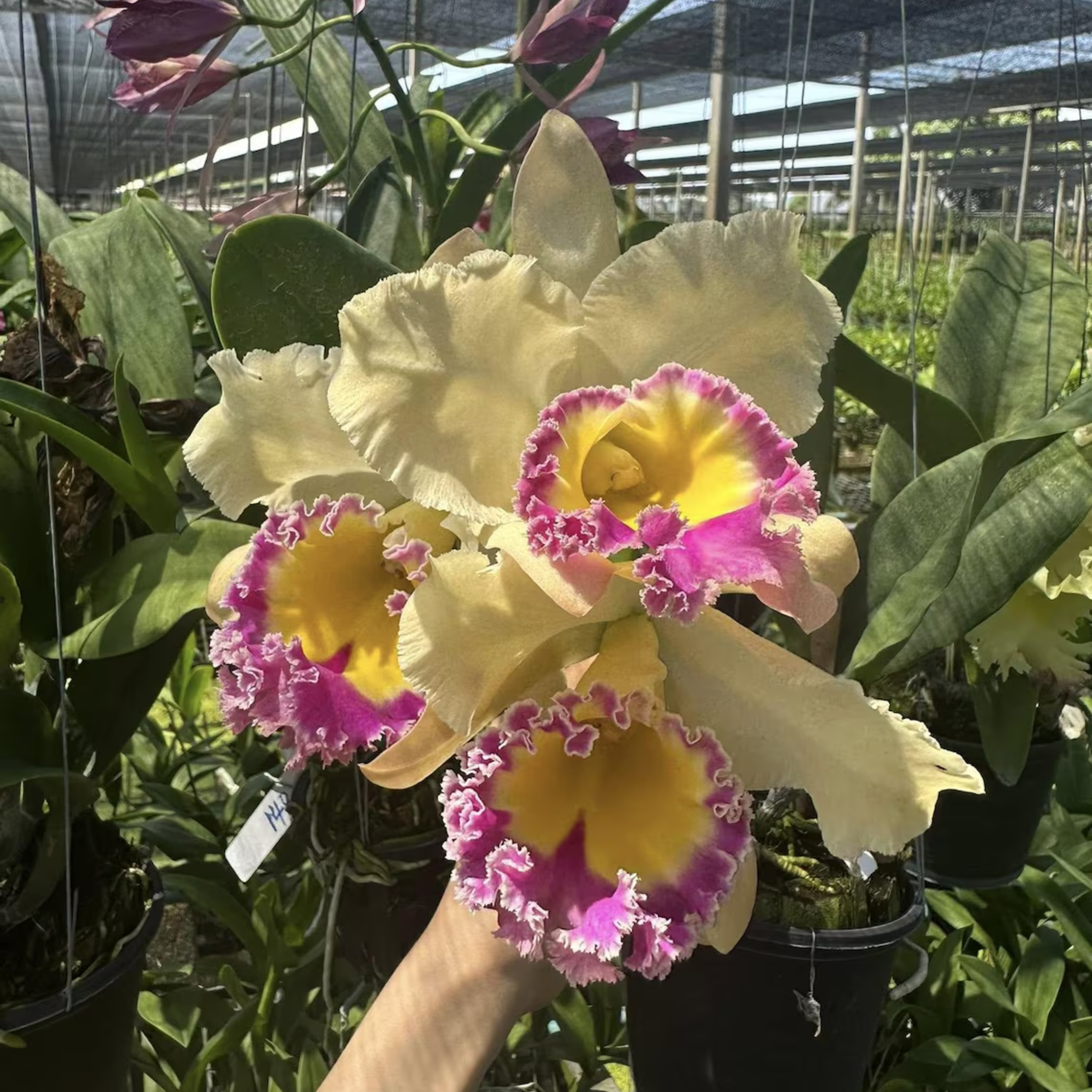 Mini Cattleya Seedlings