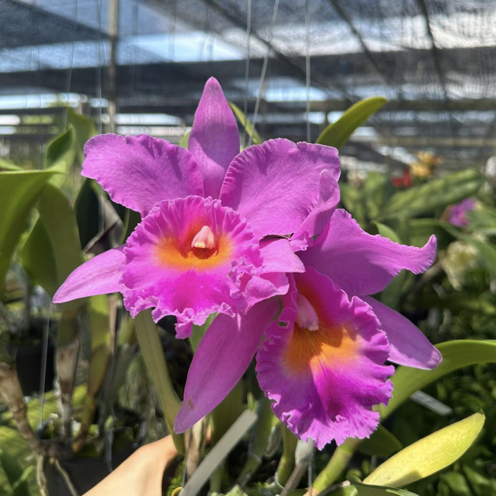 Mini Cattleya Seedlings