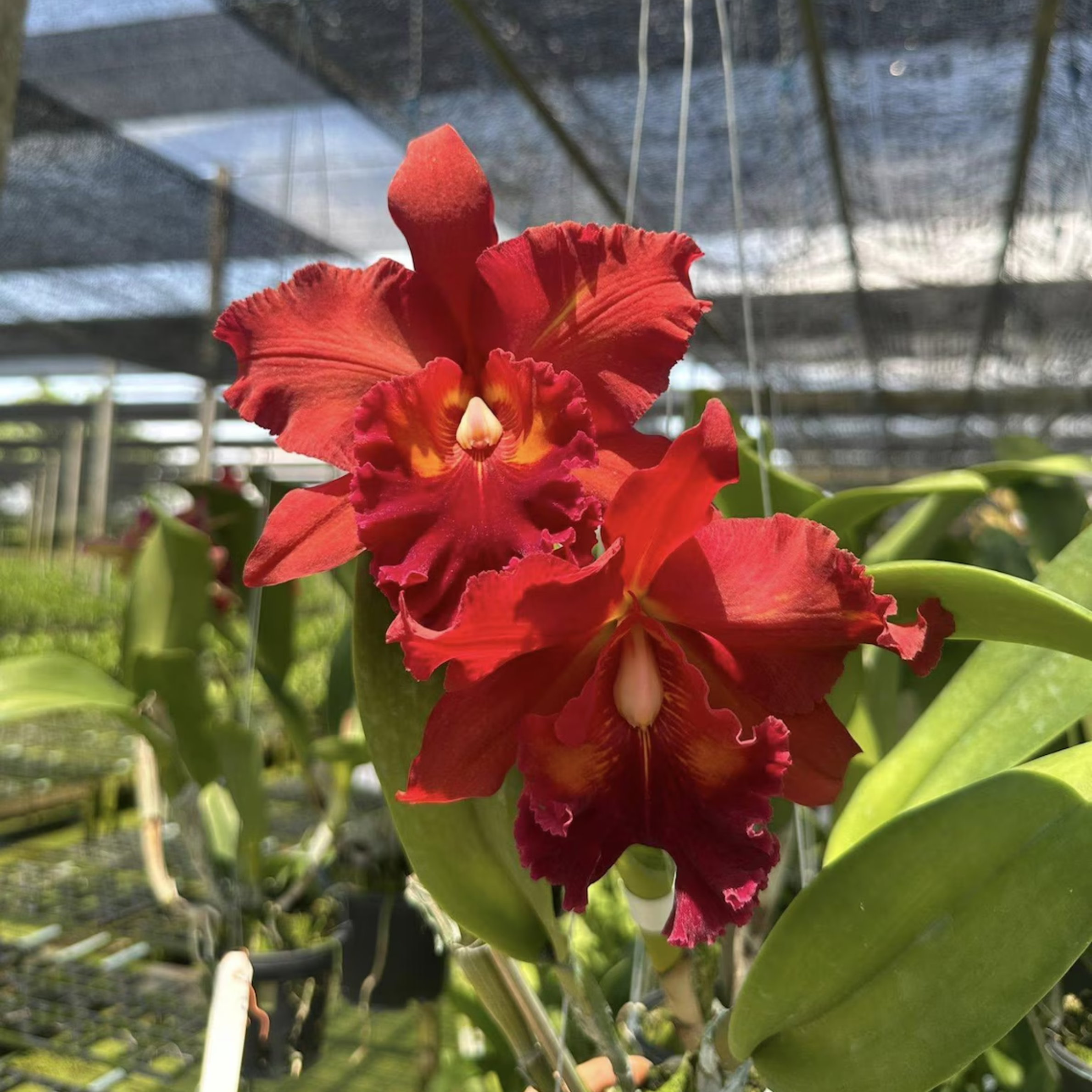 Mini Cattleya Seedlings