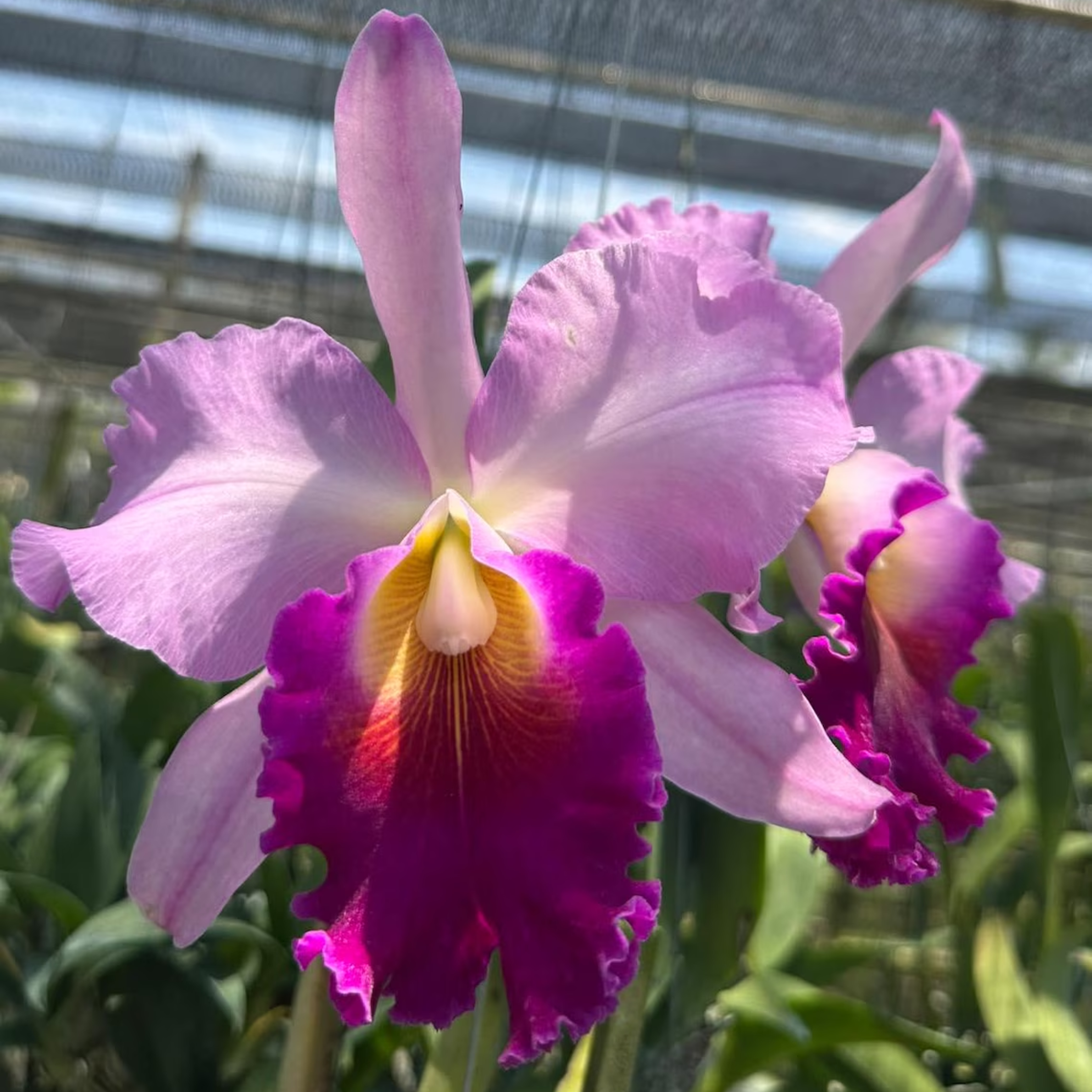 Mini Cattleya Seedlings