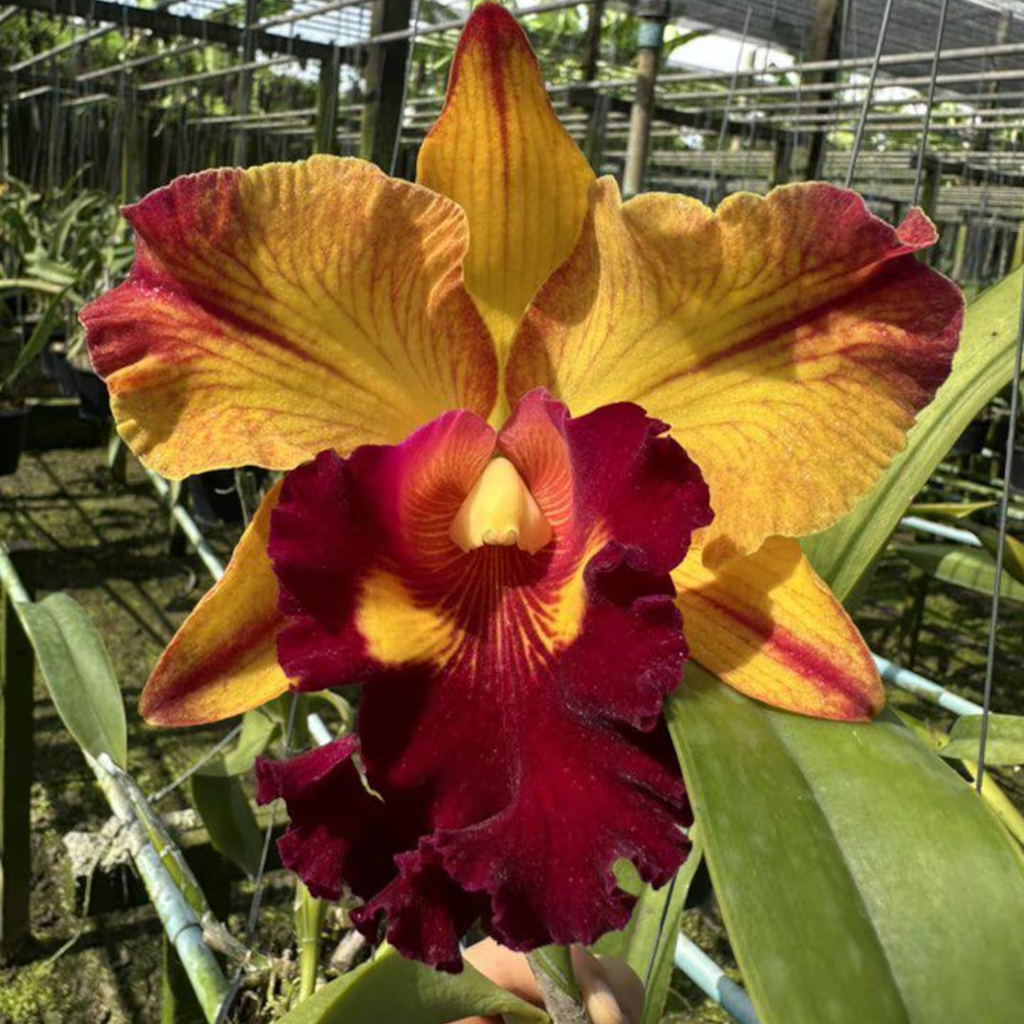 Mini Cattleya Seedlings