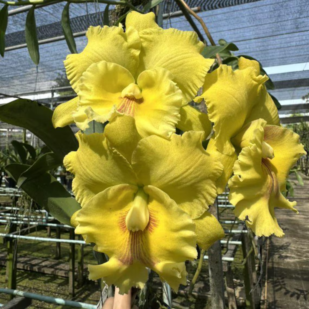 Mini Cattleya Seedlings