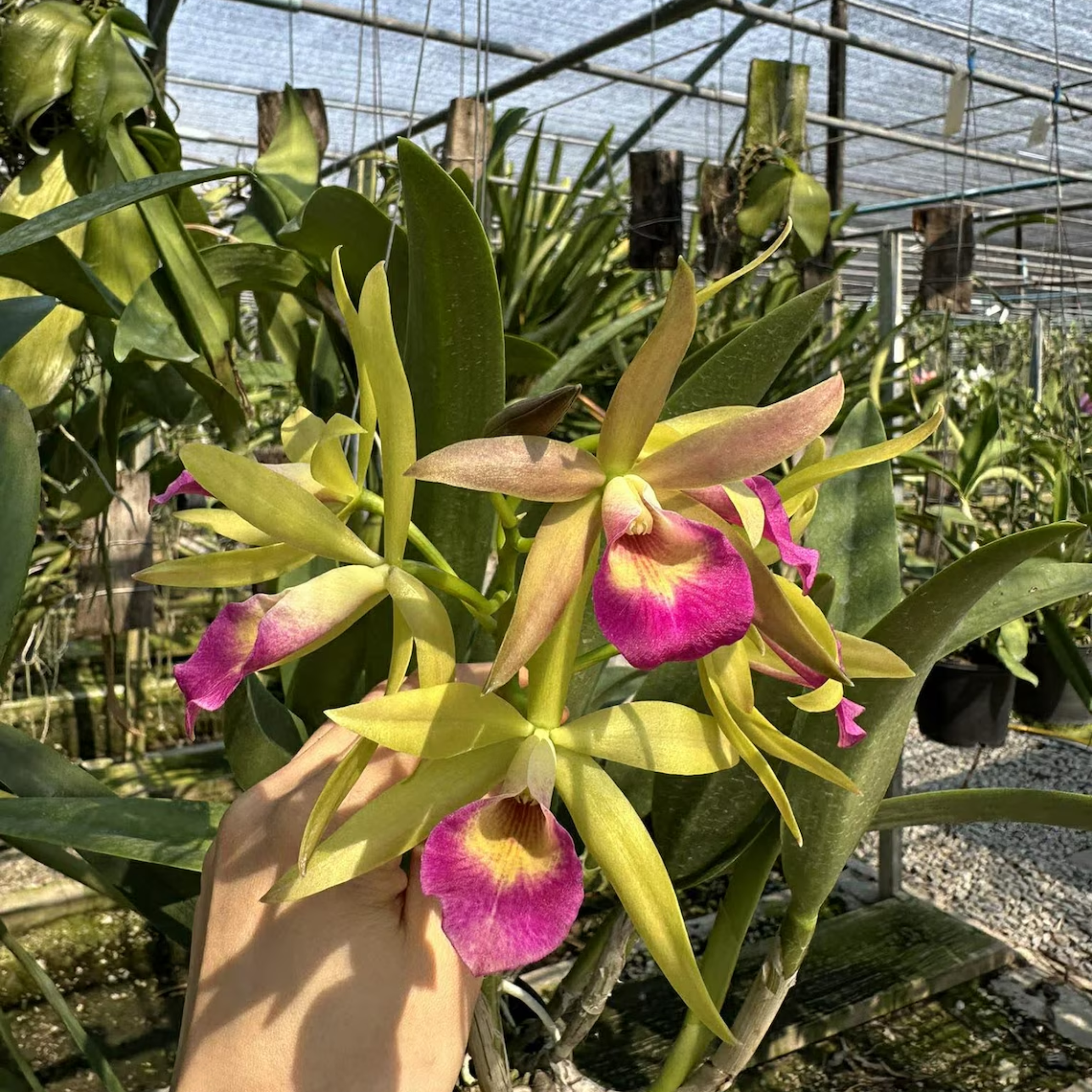 Mini Cattleya Seedlings