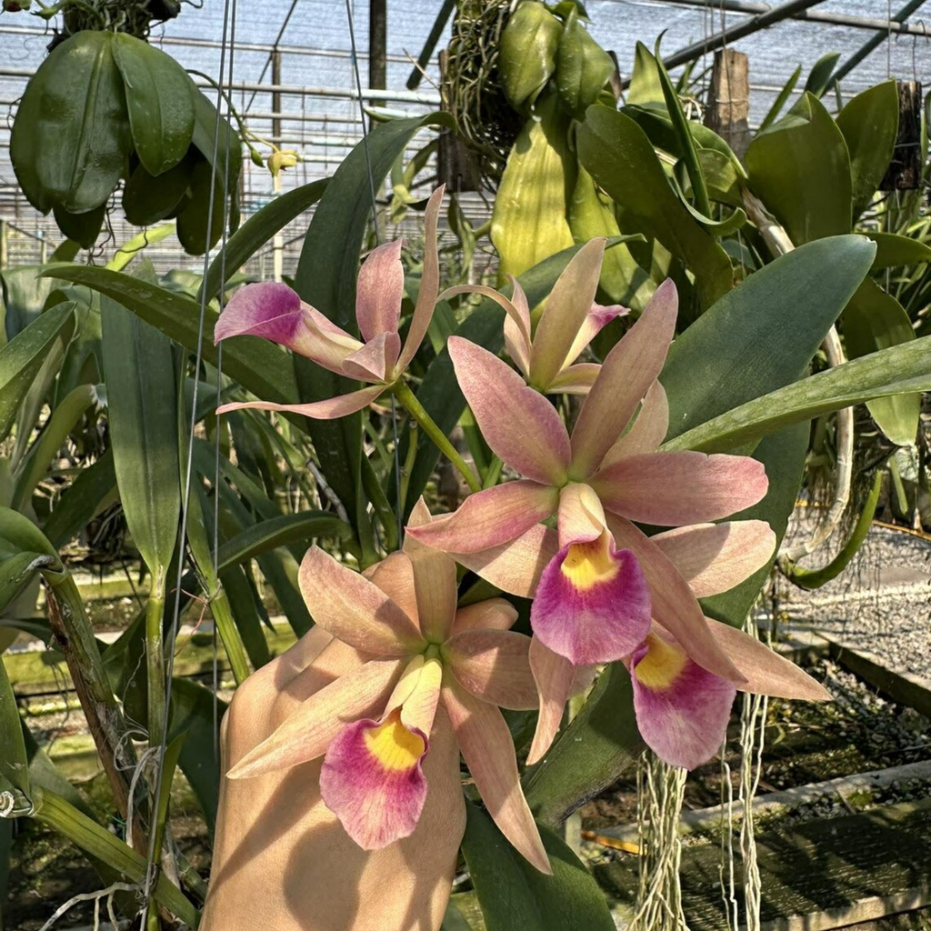 Mini Cattleya Seedlings
