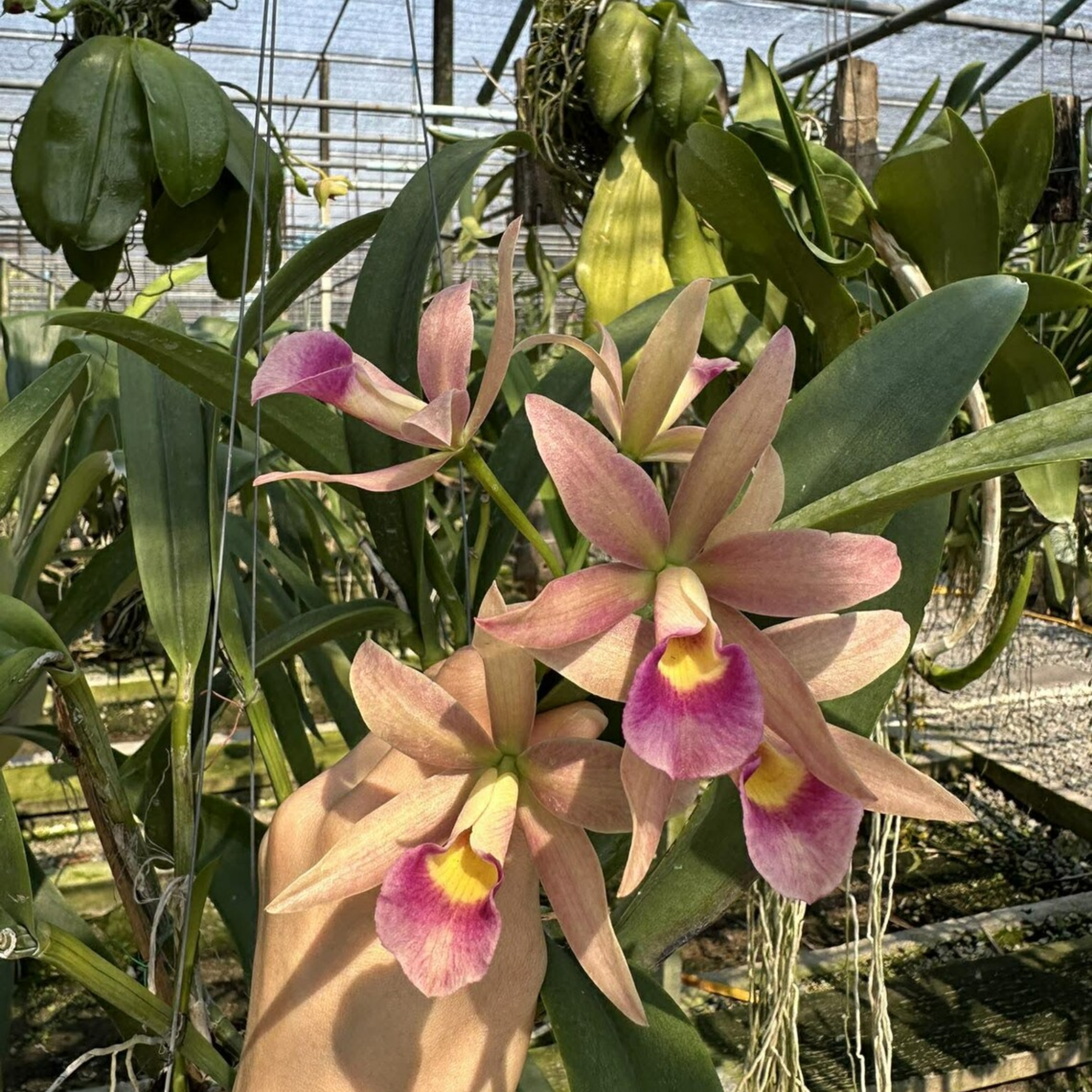 Mini Cattleya Seedlings