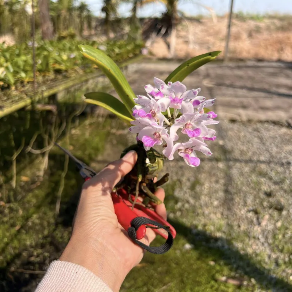 Foxtail Orchid Hybrid (Chang Khom Lamphun × TT2904)