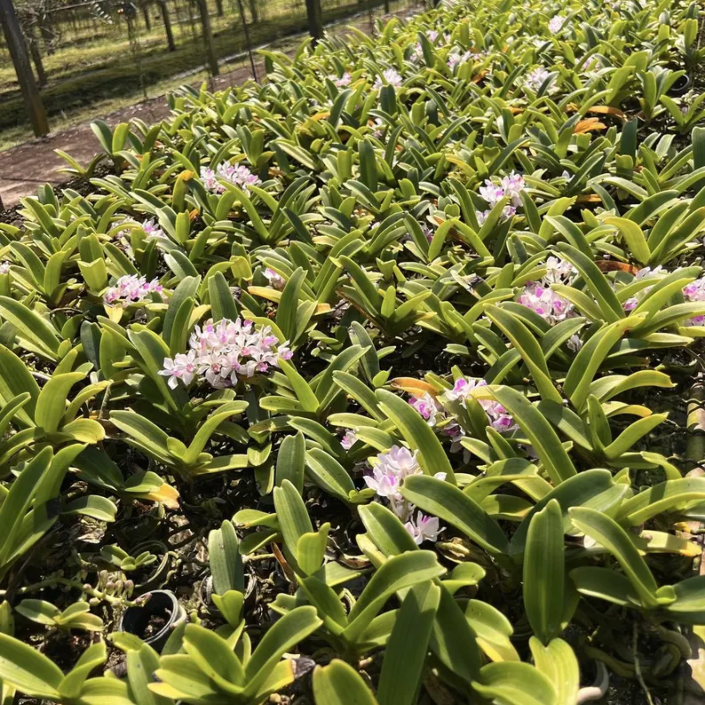 Foxtail Orchid Hybrid (Chang Khom Lamphun × TT2904)