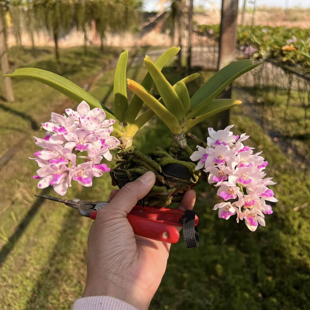 Foxtail Orchid Hybrid (Chang Khom Lamphun × TT2904)