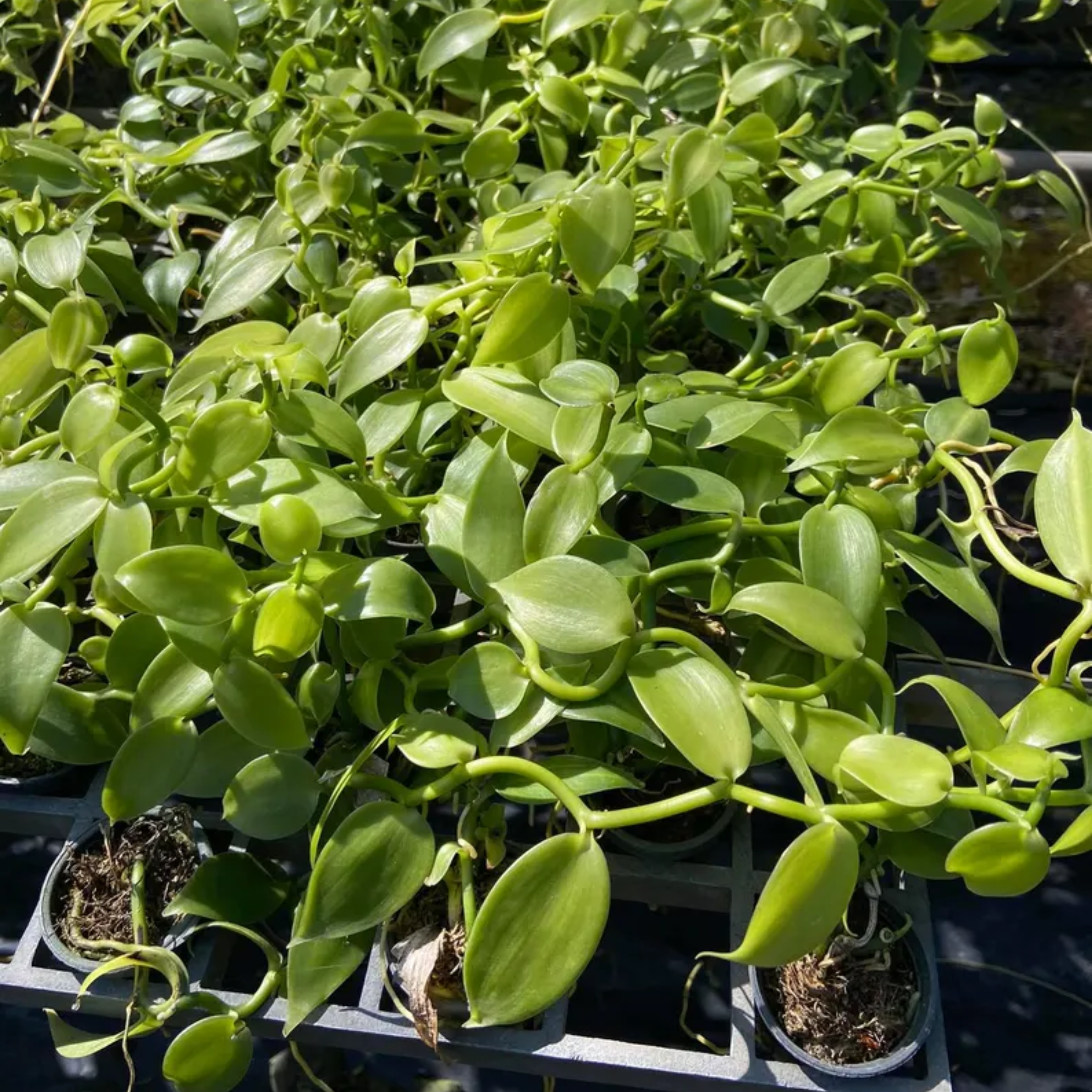 Rare Orchid Vanilla Albida (Krabi)
