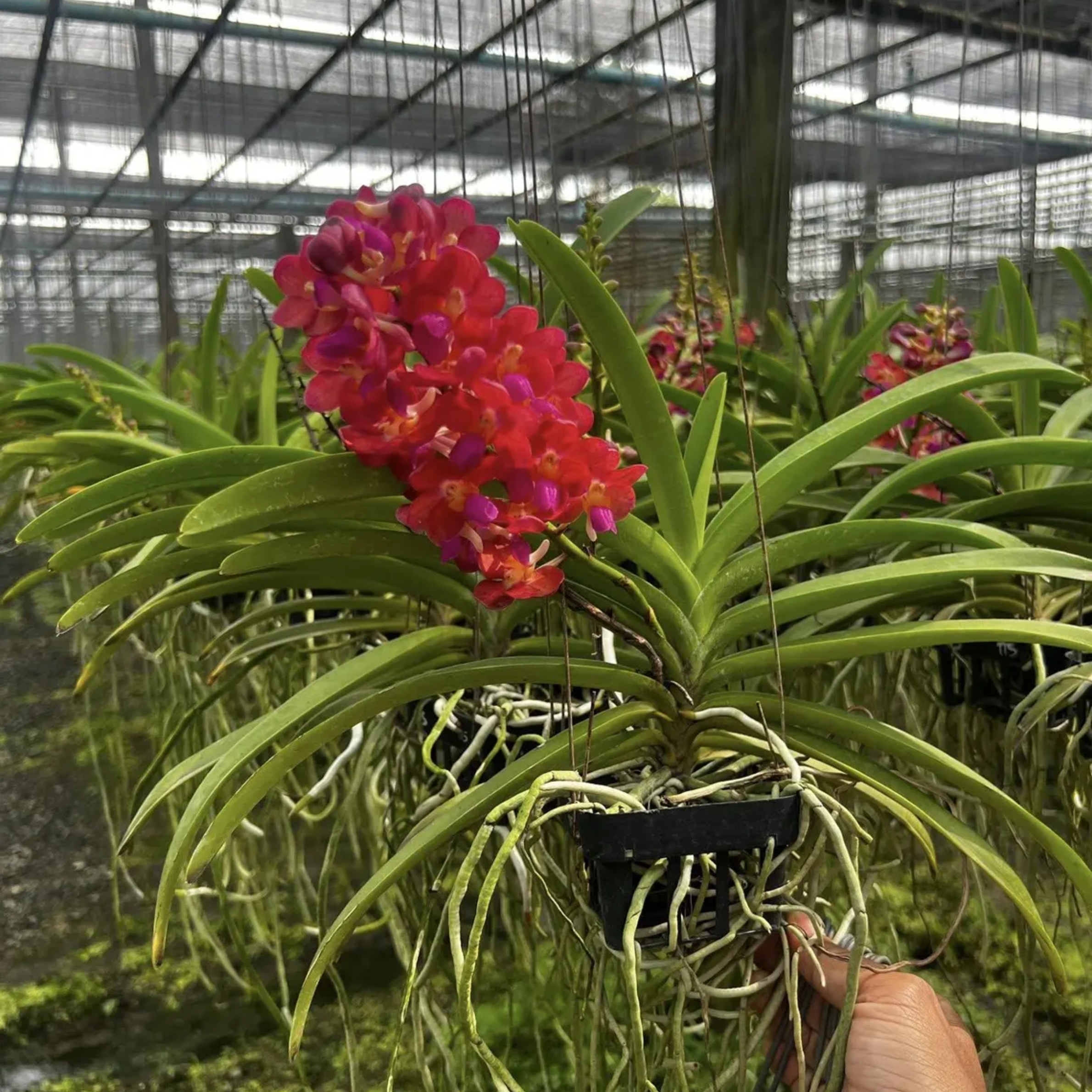 Hybrid Thai Vanda Orchid Ruby