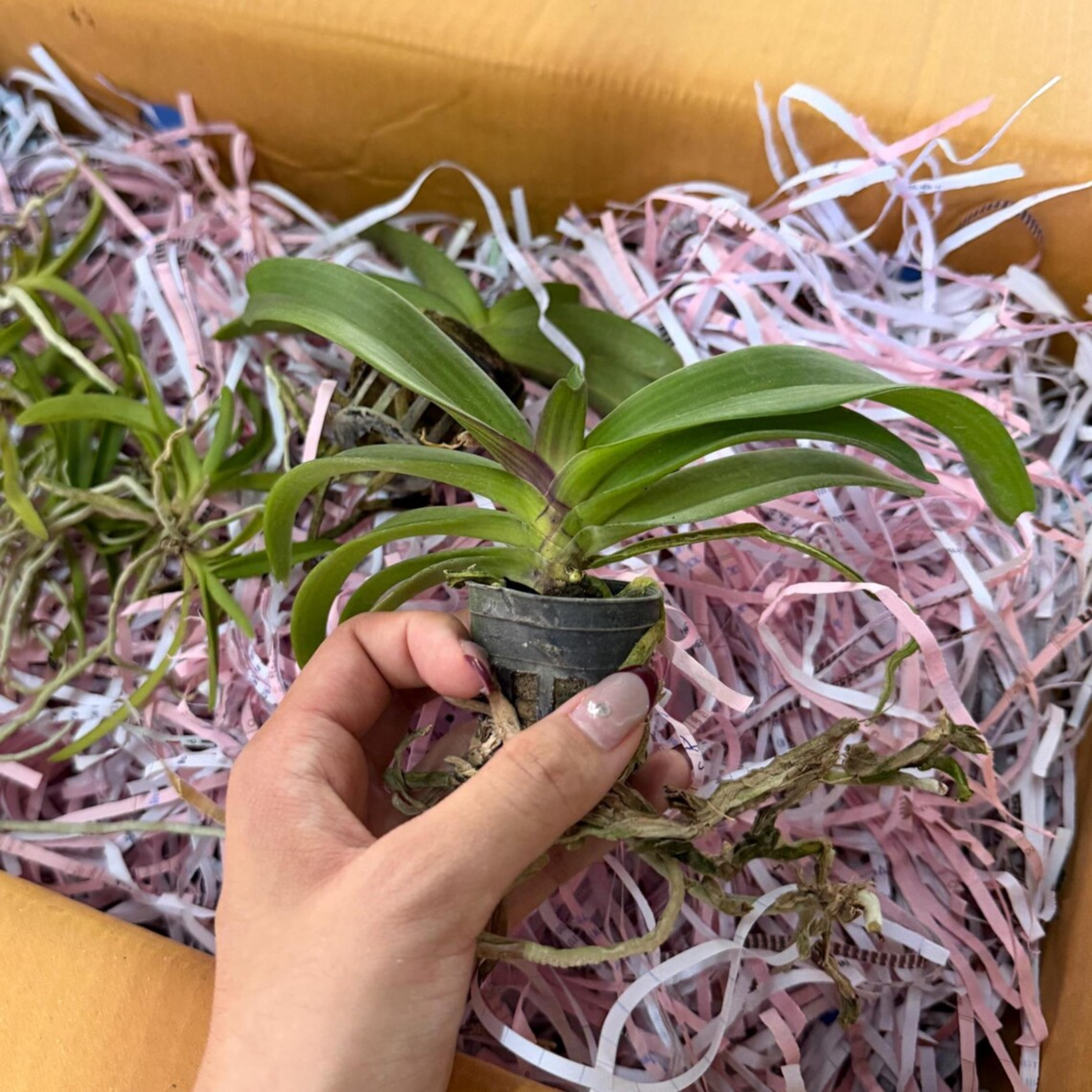 Rhynchostylis Gigantea (Multiple Colors), Surprise