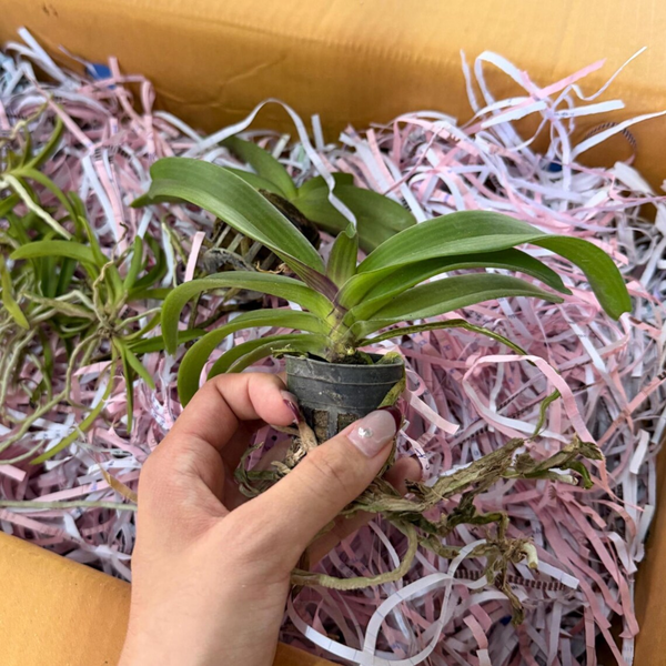 Rhynchostylis Gigantea (Multiple Colors), Surprise