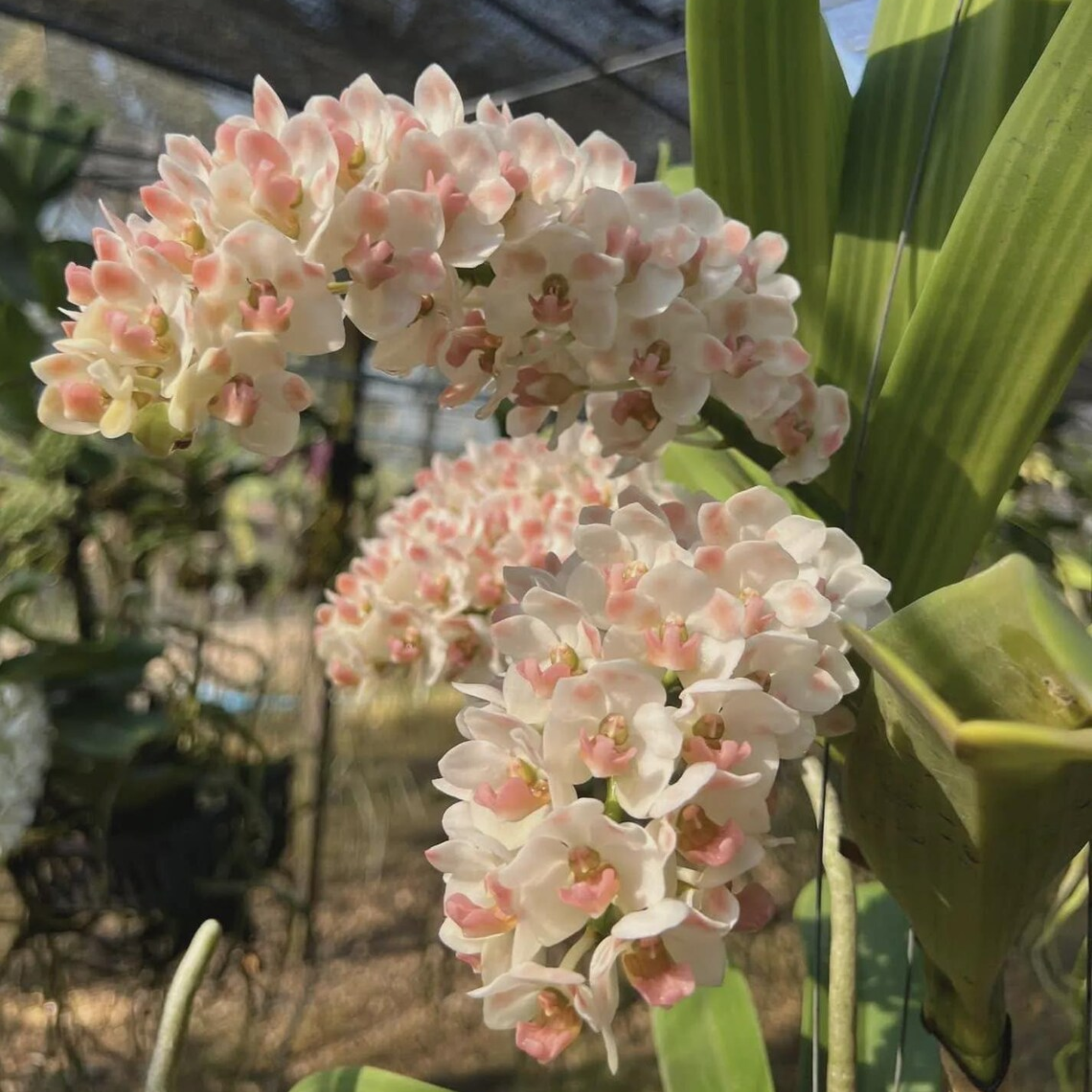 Rhynchostylis Gigantea (Multiple Colors), Surprise