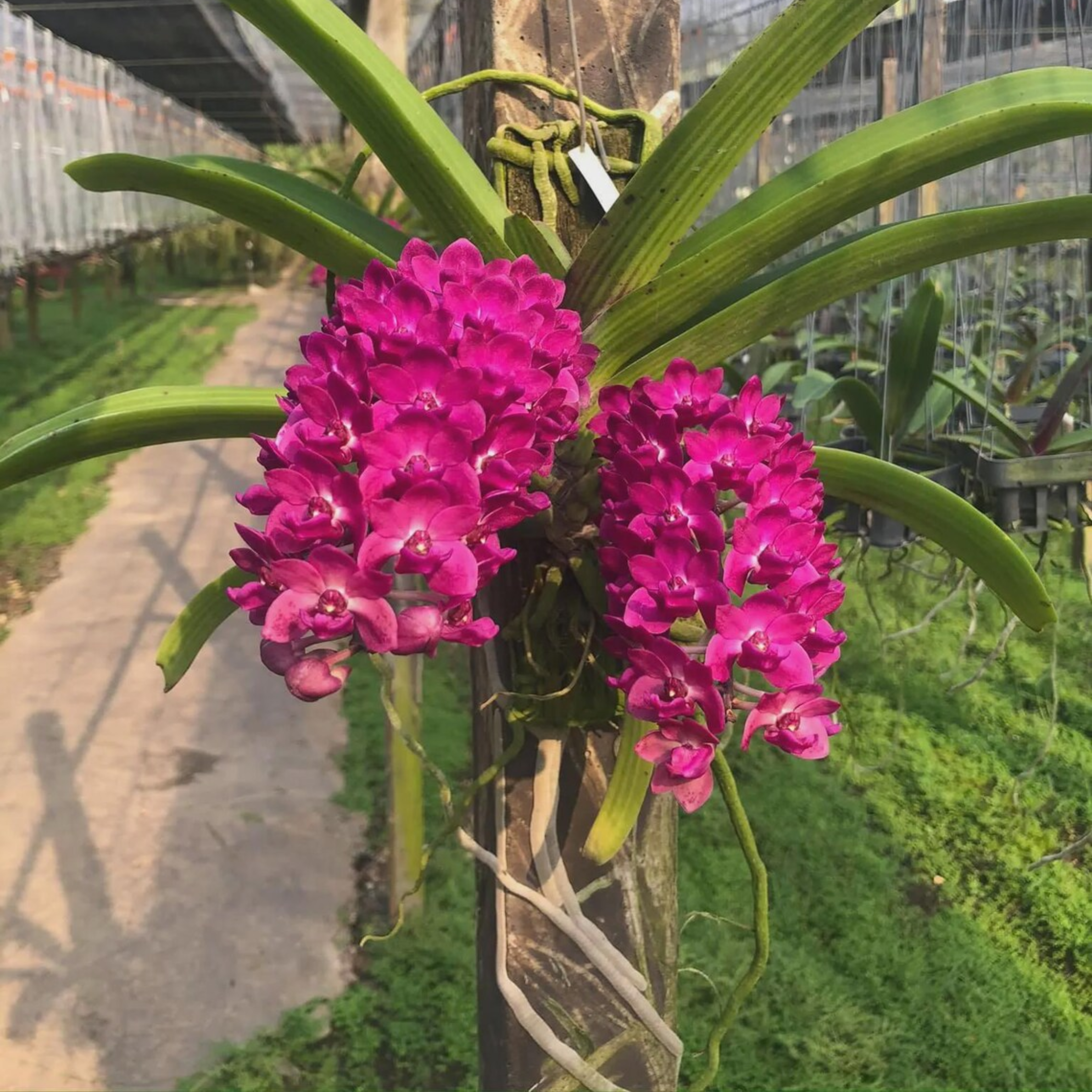 Rhynchostylis Gigantea (Multiple Colors), Surprise