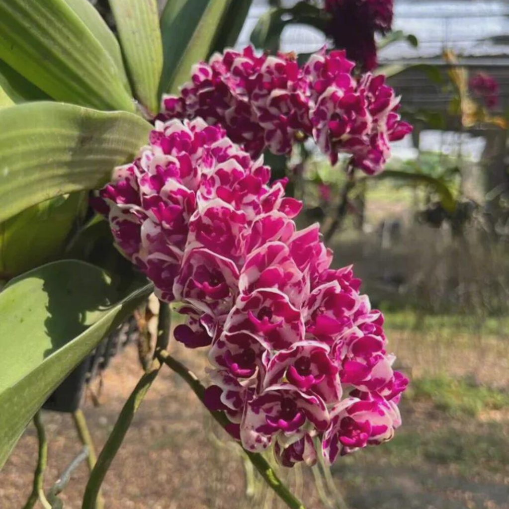 Rhynchostylis Gigantea (Multiple Colors), Surprise