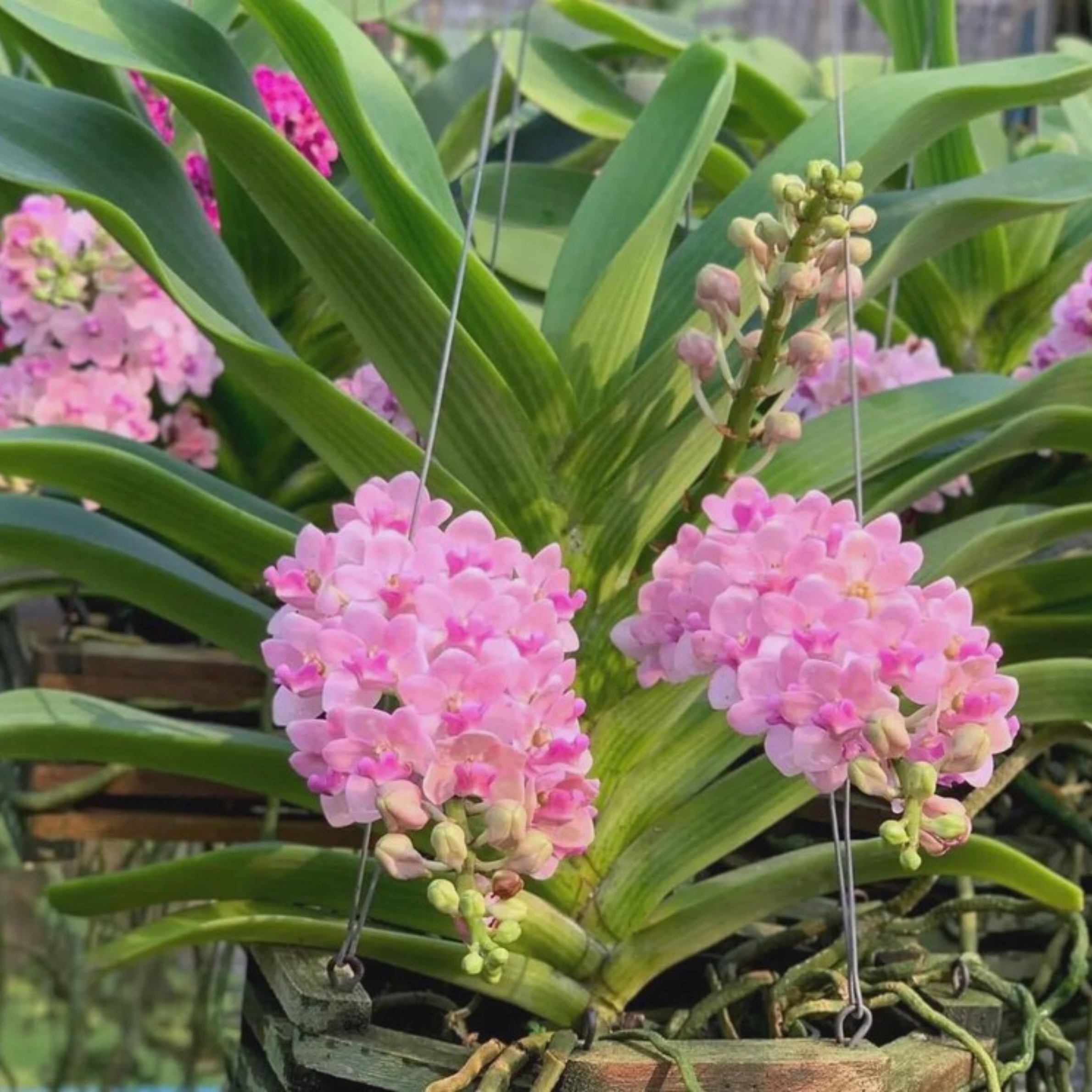 Rhynchostylis Gigantea (Multiple Colors), Surprise