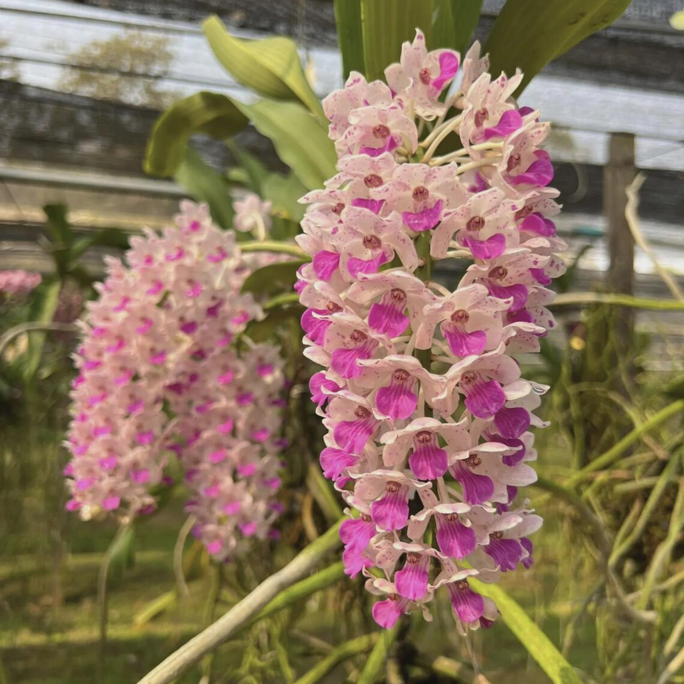 Rhynchostylis Gigantea (Multiple Colors), Surprise