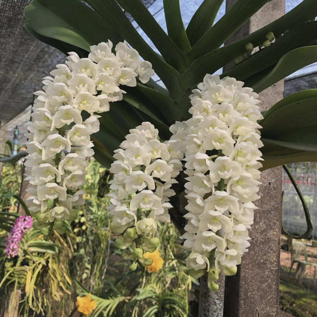 Rhynchostylis Gigantea (Multiple Colors), Surprise