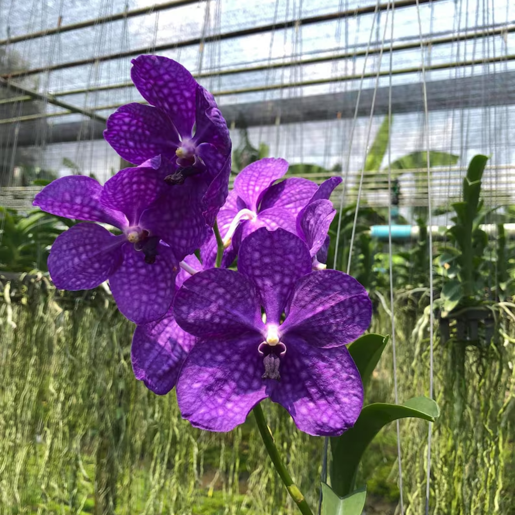 Vanda Orchid Deep Purple Blooms