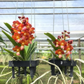 Vanda Hybrid Orange