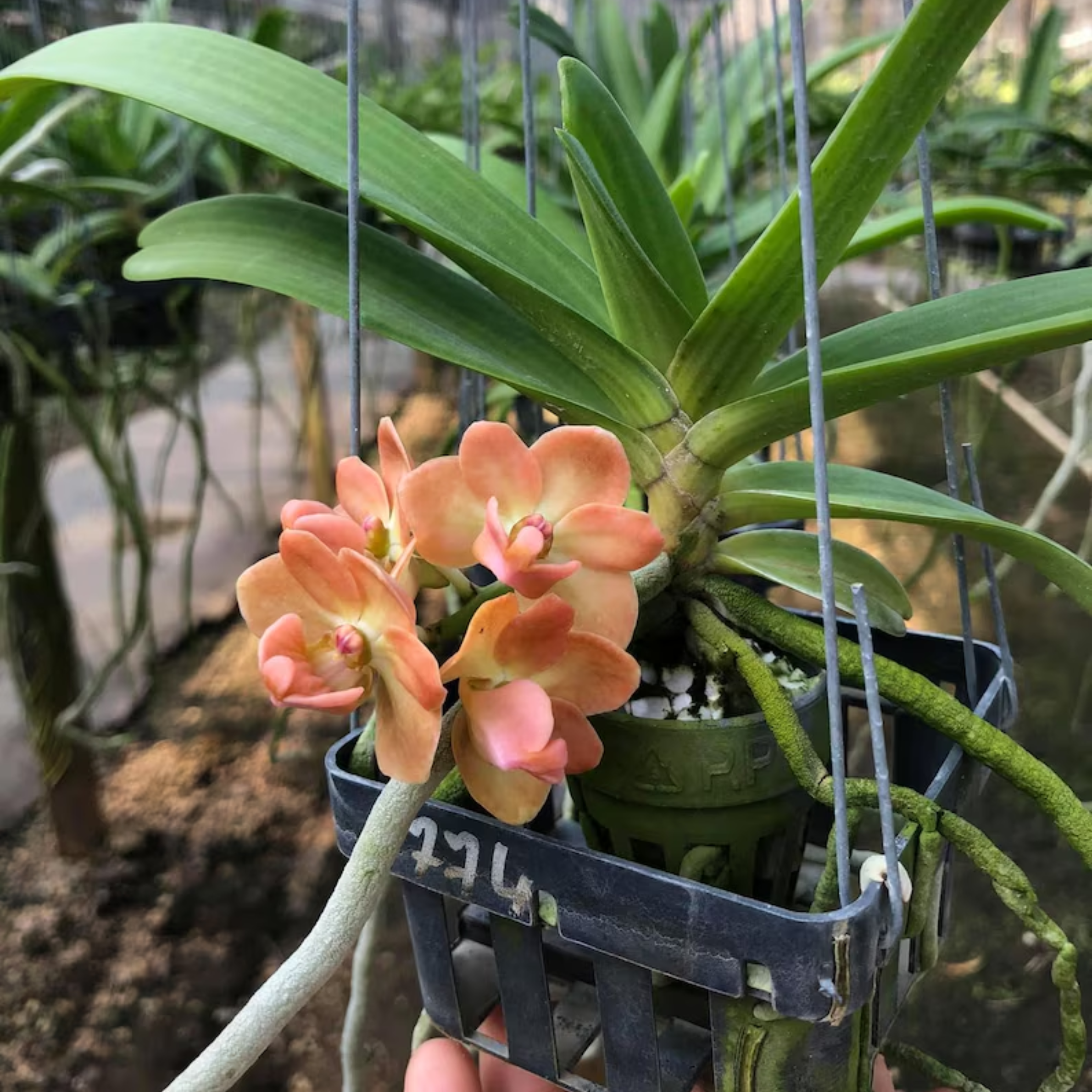 Orange Rhynchostylis Orchid