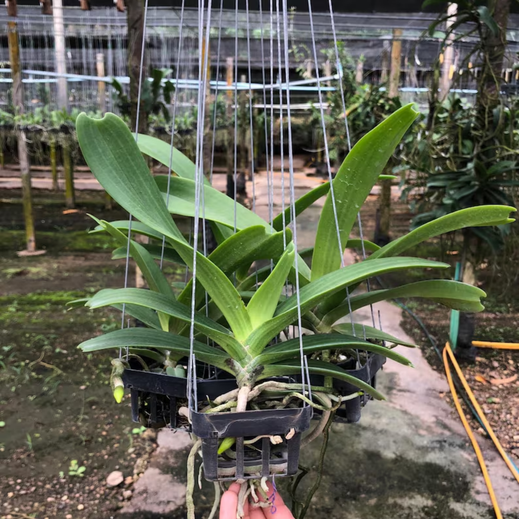 Orange Rhynchostylis Orchid