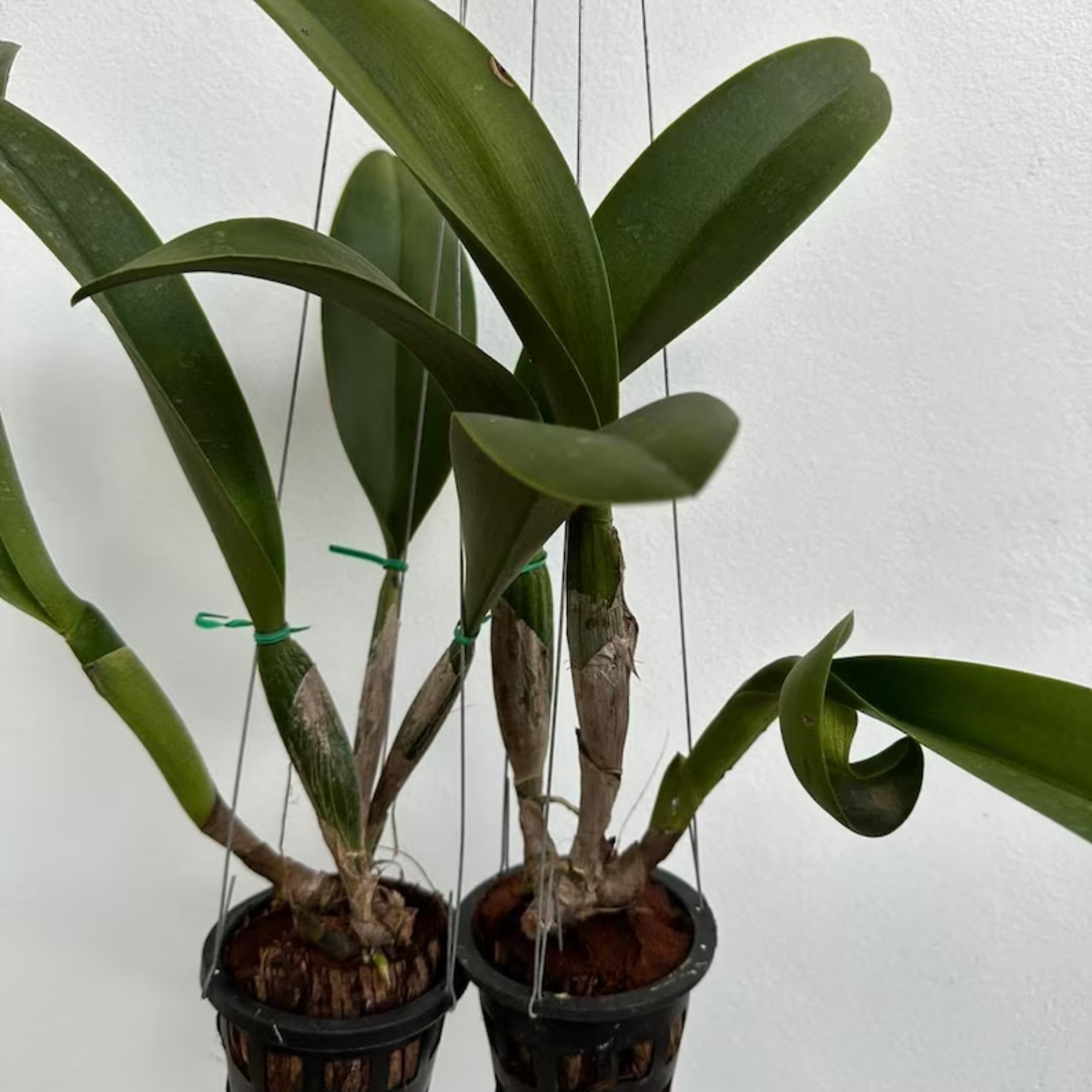 Hybrid Cattleya Orchid – Multi-colored, In Bloom
