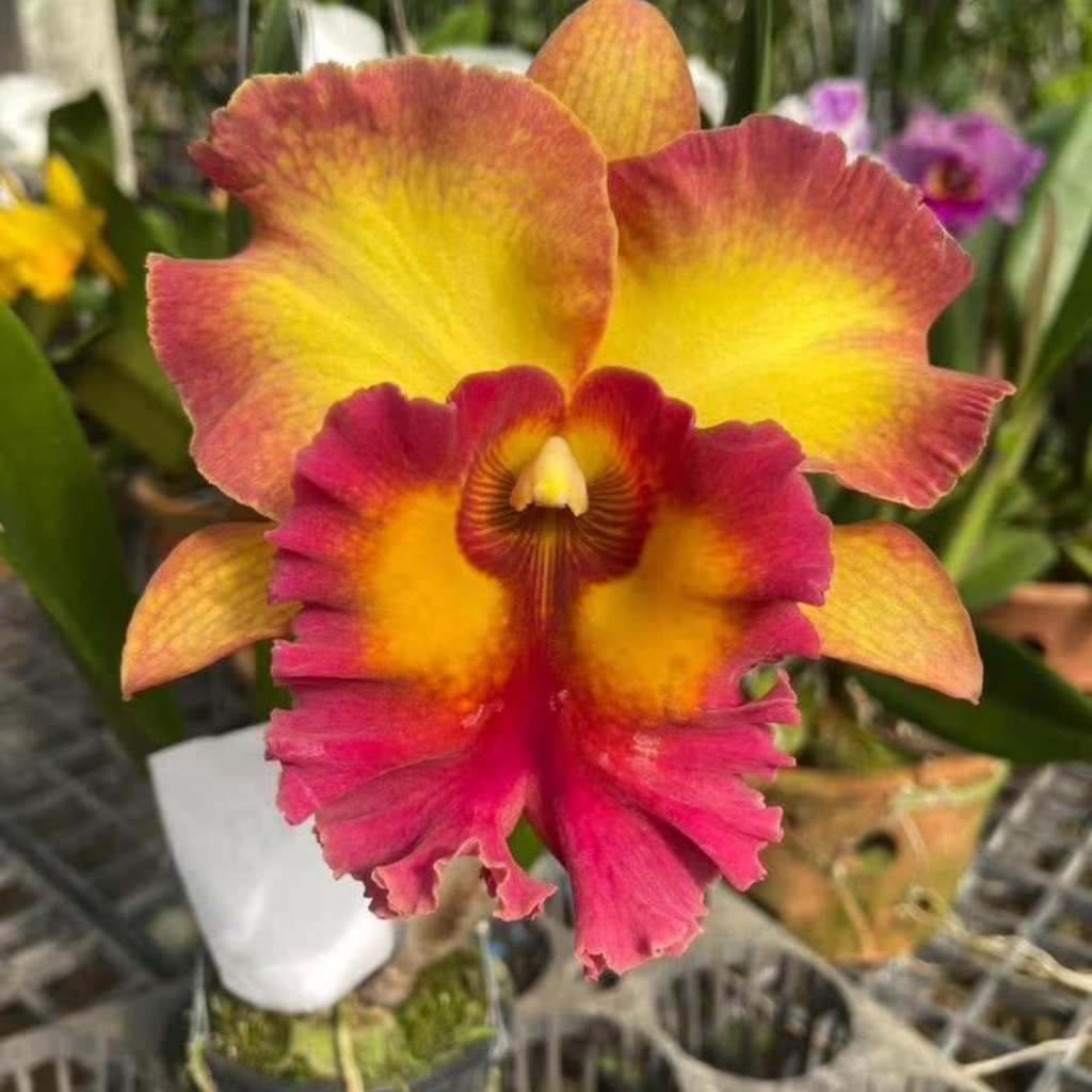 Hybrid Cattleya Orchid – Multi-colored, In Bloom
