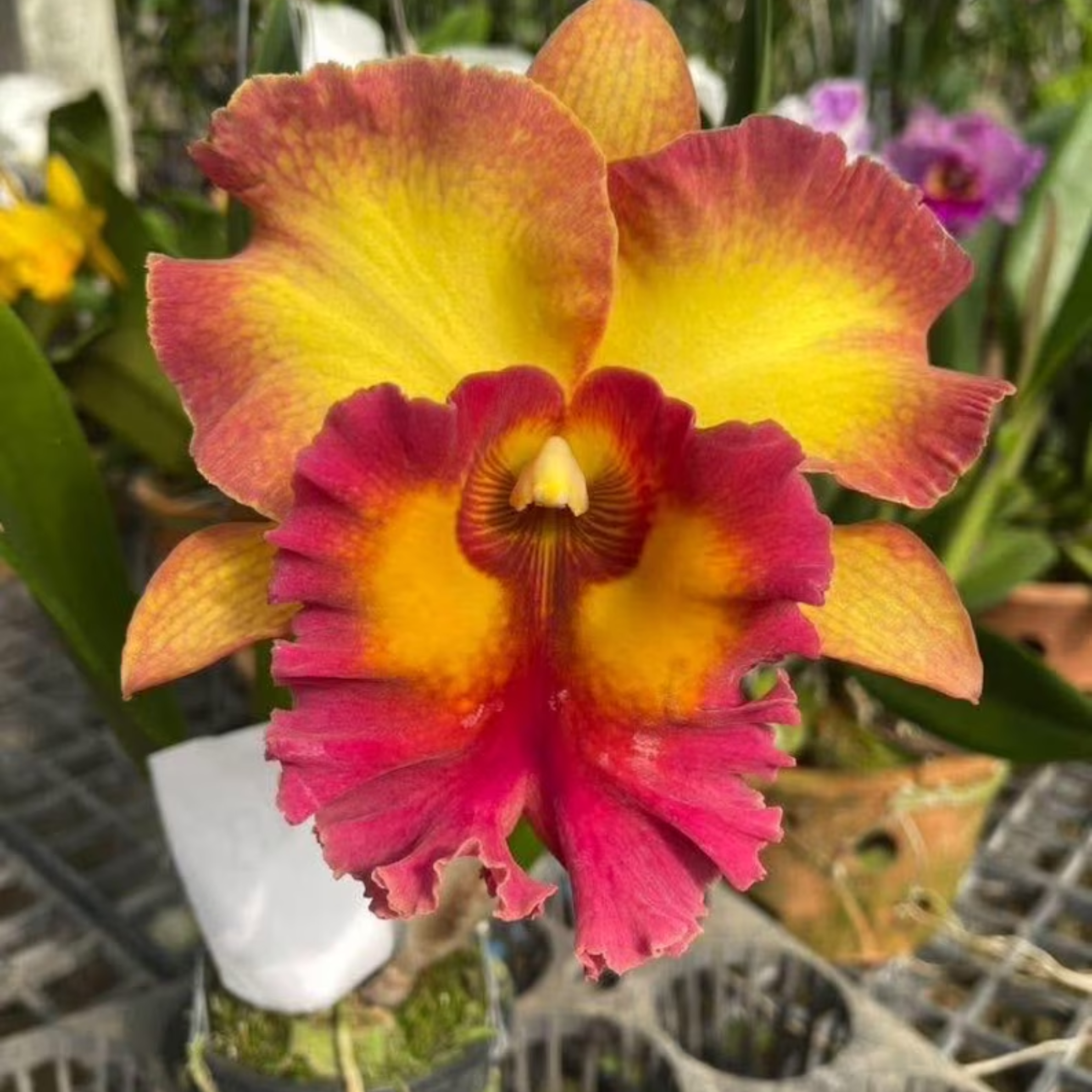 Hybrid Cattleya Orchid – Multi-colored, In Bloom