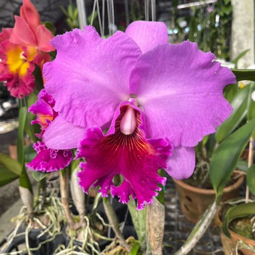 Hybrid Cattleya Orchid – Multi-colored, In Bloom