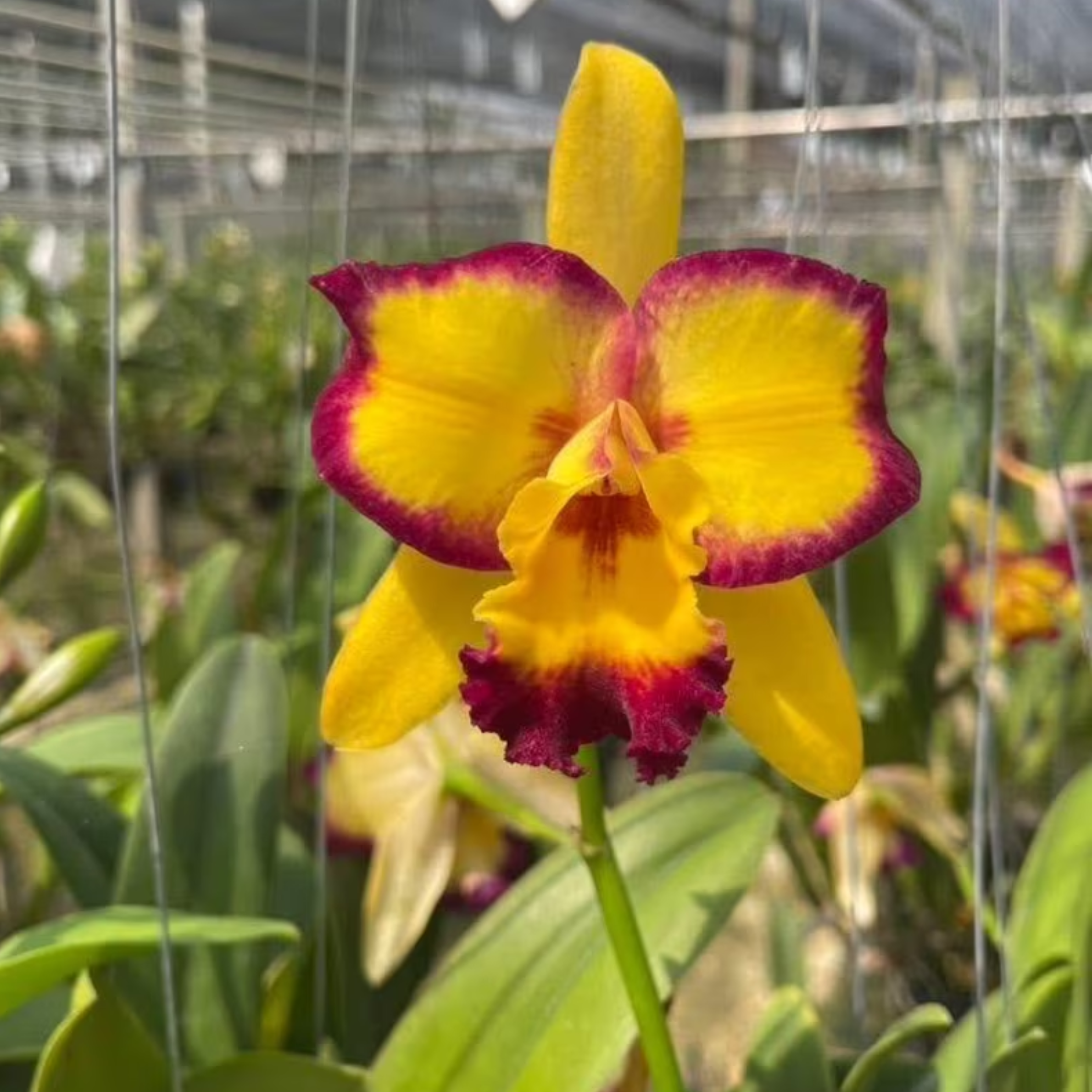Hybrid Cattleya Orchid – Multi-colored, In Bloom