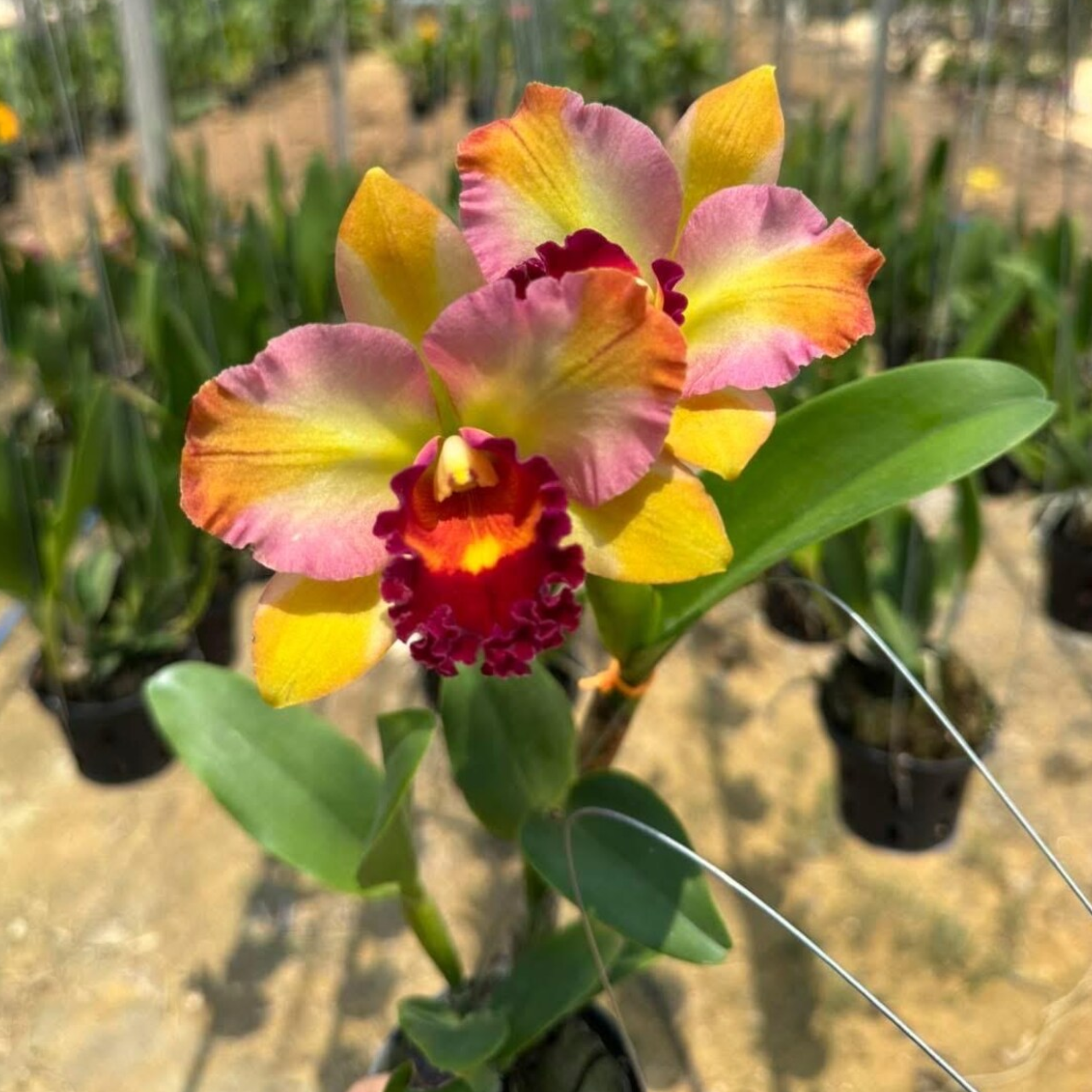 Hybrid Cattleya Orchid – Multi-colored, In Bloom