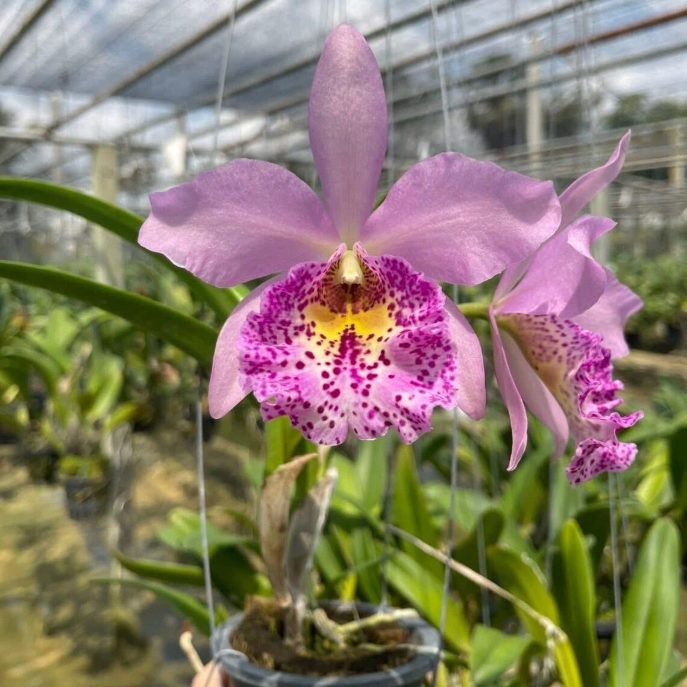 Hybrid Cattleya Orchid – Multi-colored, In Bloom