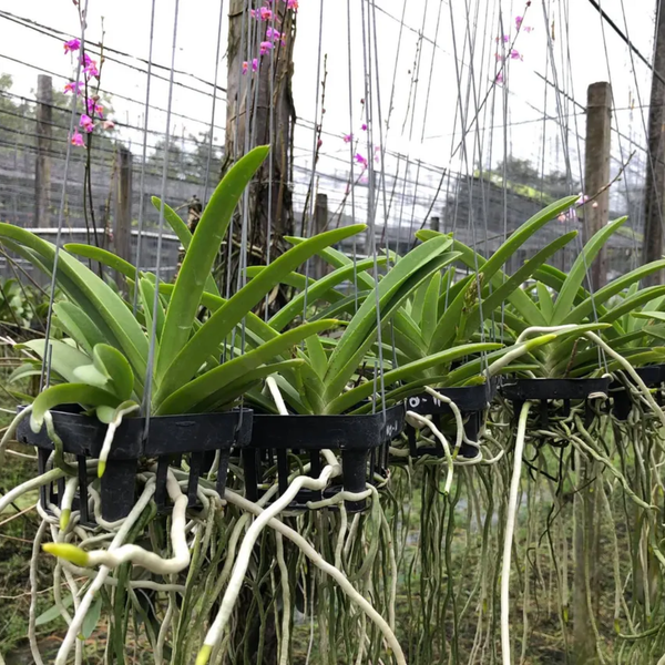 Vanda Hybrid Orange