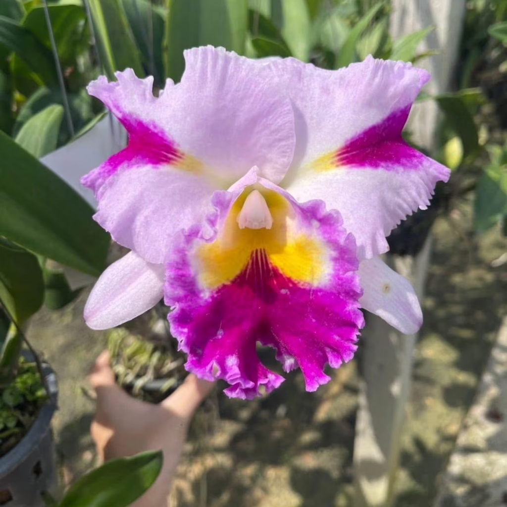 Hybrid Cattleya Orchid – Multi-colored, In Bloom