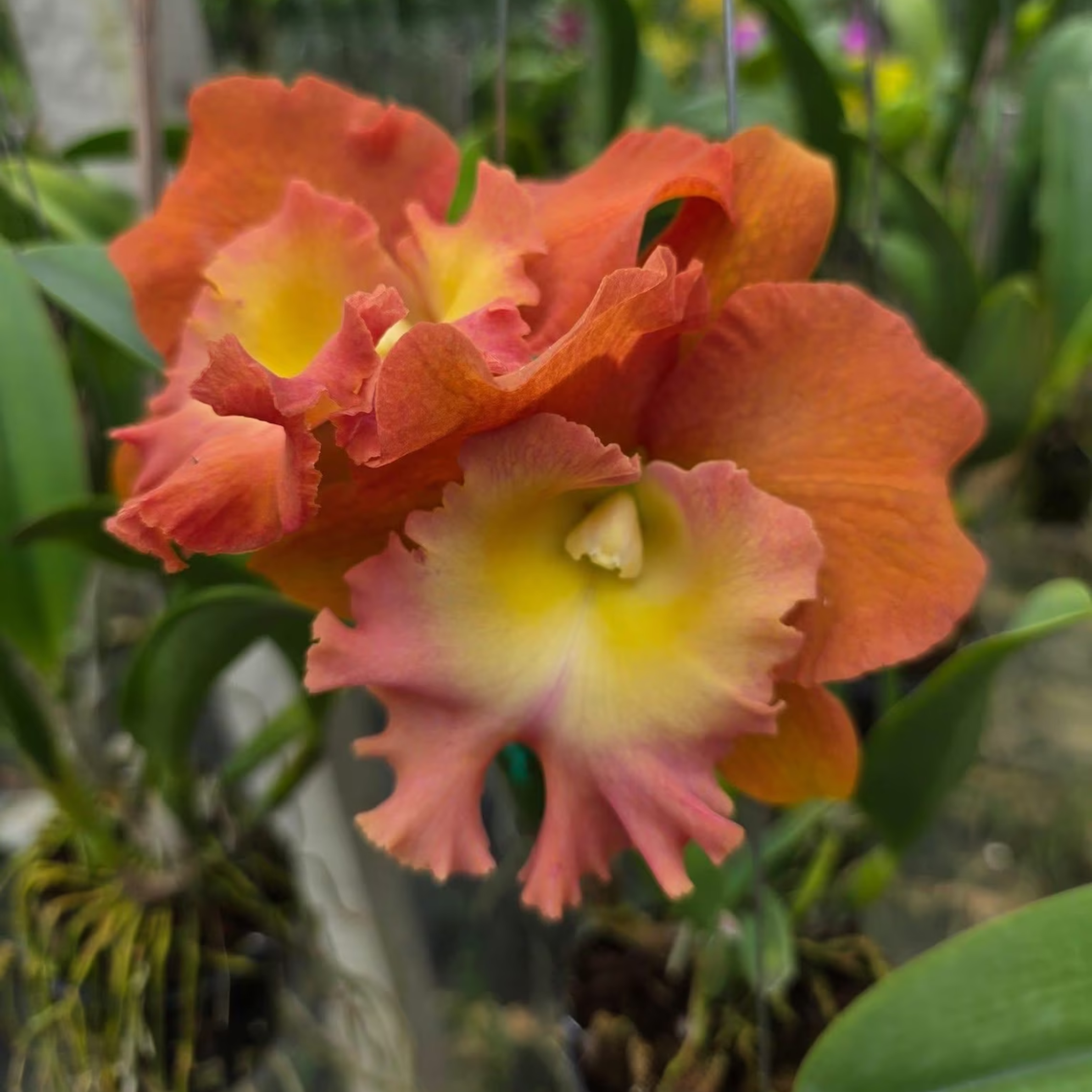 Hybrid Cattleya Orchid – Multi-colored, In Bloom