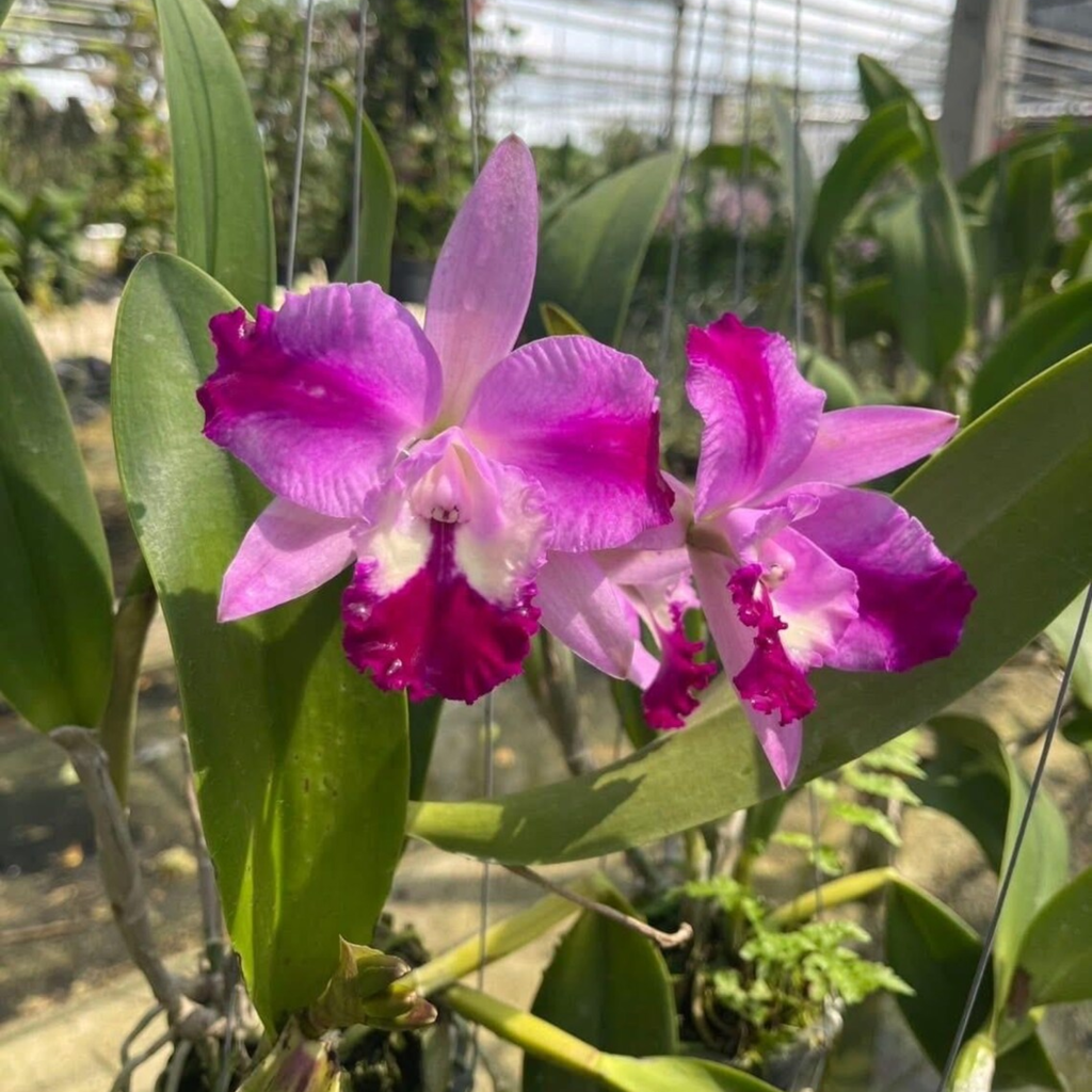 Hybrid Cattleya Orchid – Multi-colored, In Bloom